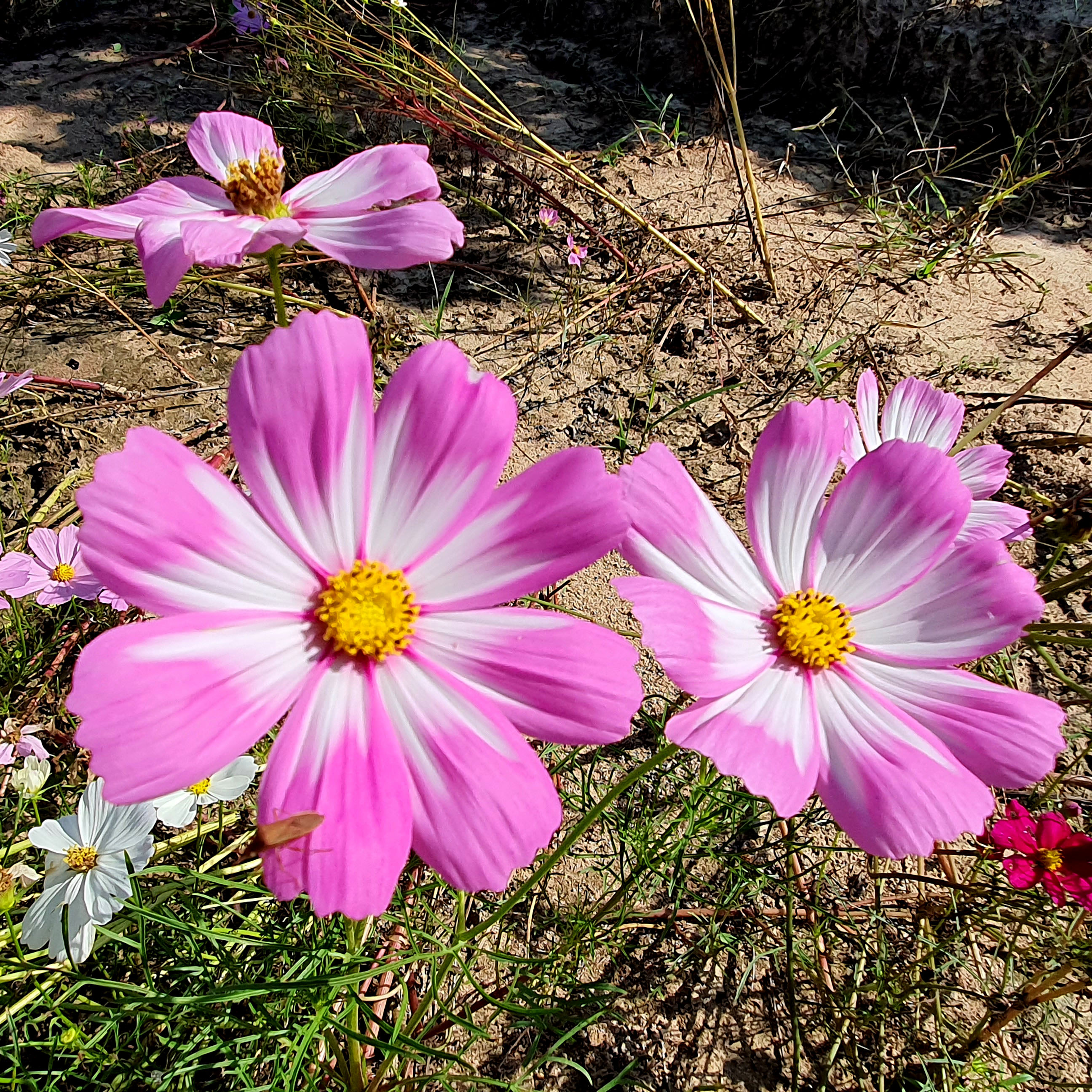 เมล็ดพันธุ์ ดอกดาวกระจายฝรั่งต้นเตี้ย (Sulfur Cosmos) 150 เมล็ด ปลูกง่าย ปลูกได้ทั่วไทย โตไวคละสี สูง 30 ซม