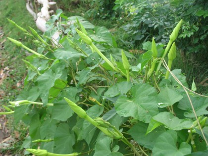 เมล็ดพันธุ์ ดอกชมจันทร์