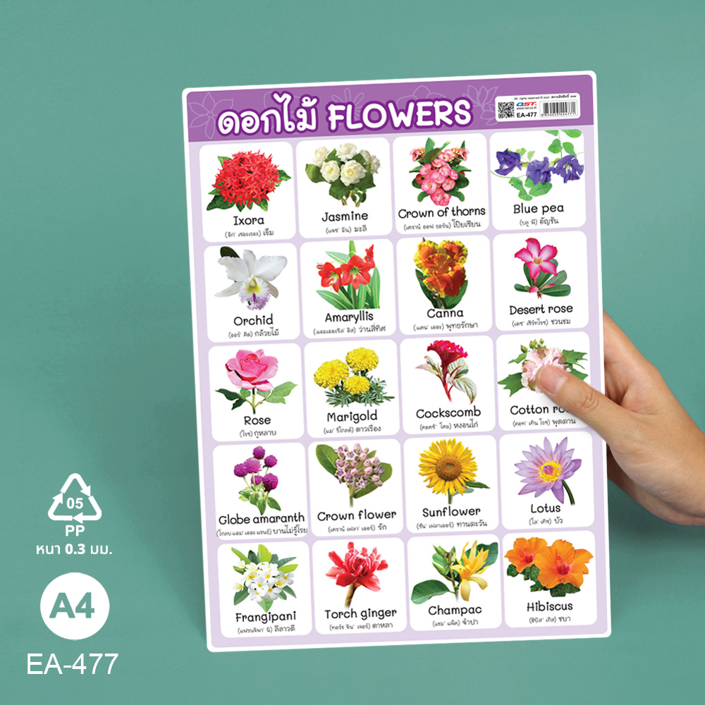 โปสเตอร์ความรู้ คำศัพท์ ไทย-อังกฤษ ชุดพืช ขนาดA4 EA-477 ดอกไม้ Flowers