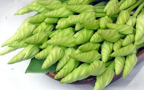 เมล็ดพันธุ์ ดอกชมจันทร์