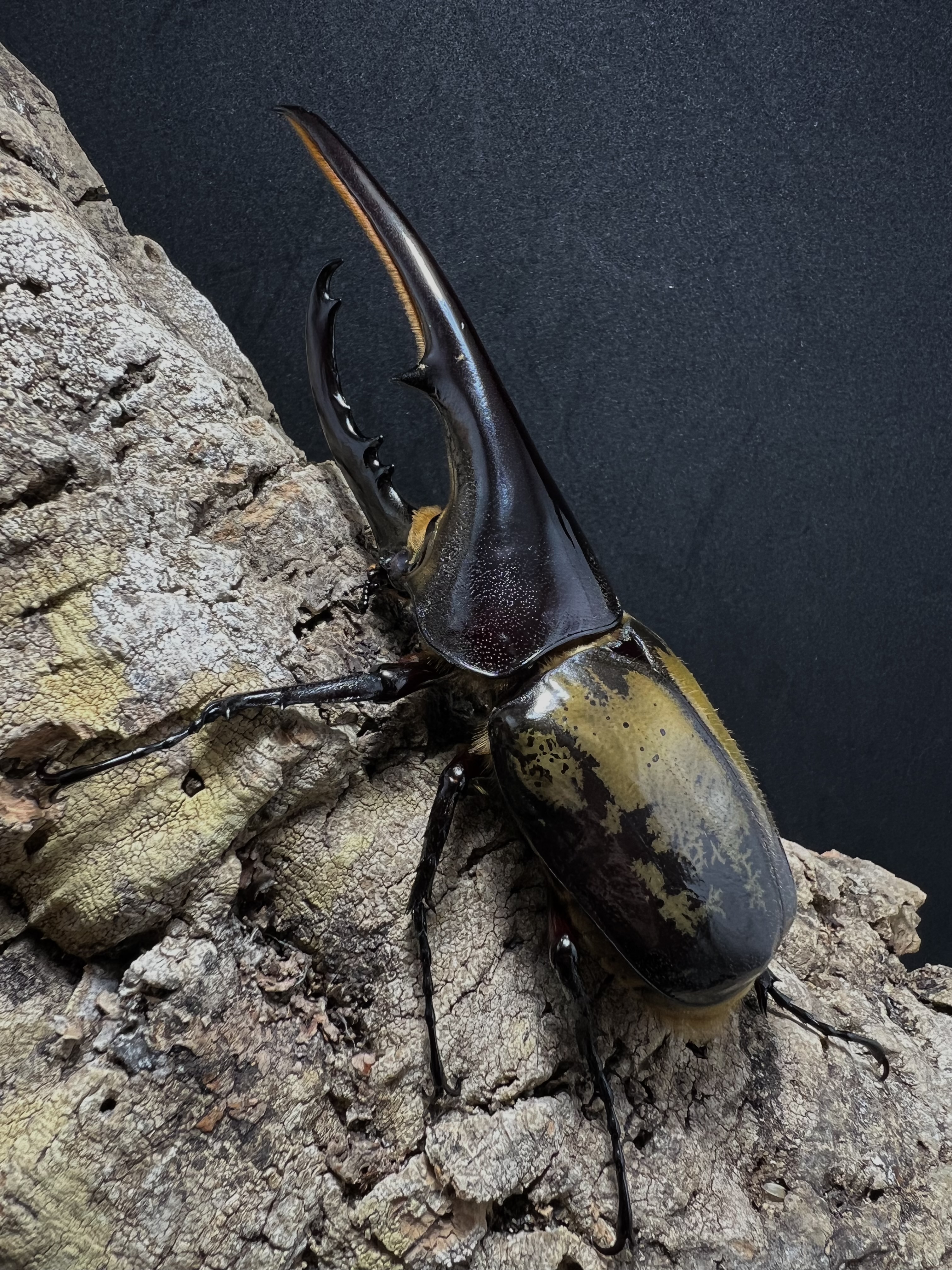 Dynastes hercules hercules 140mm.