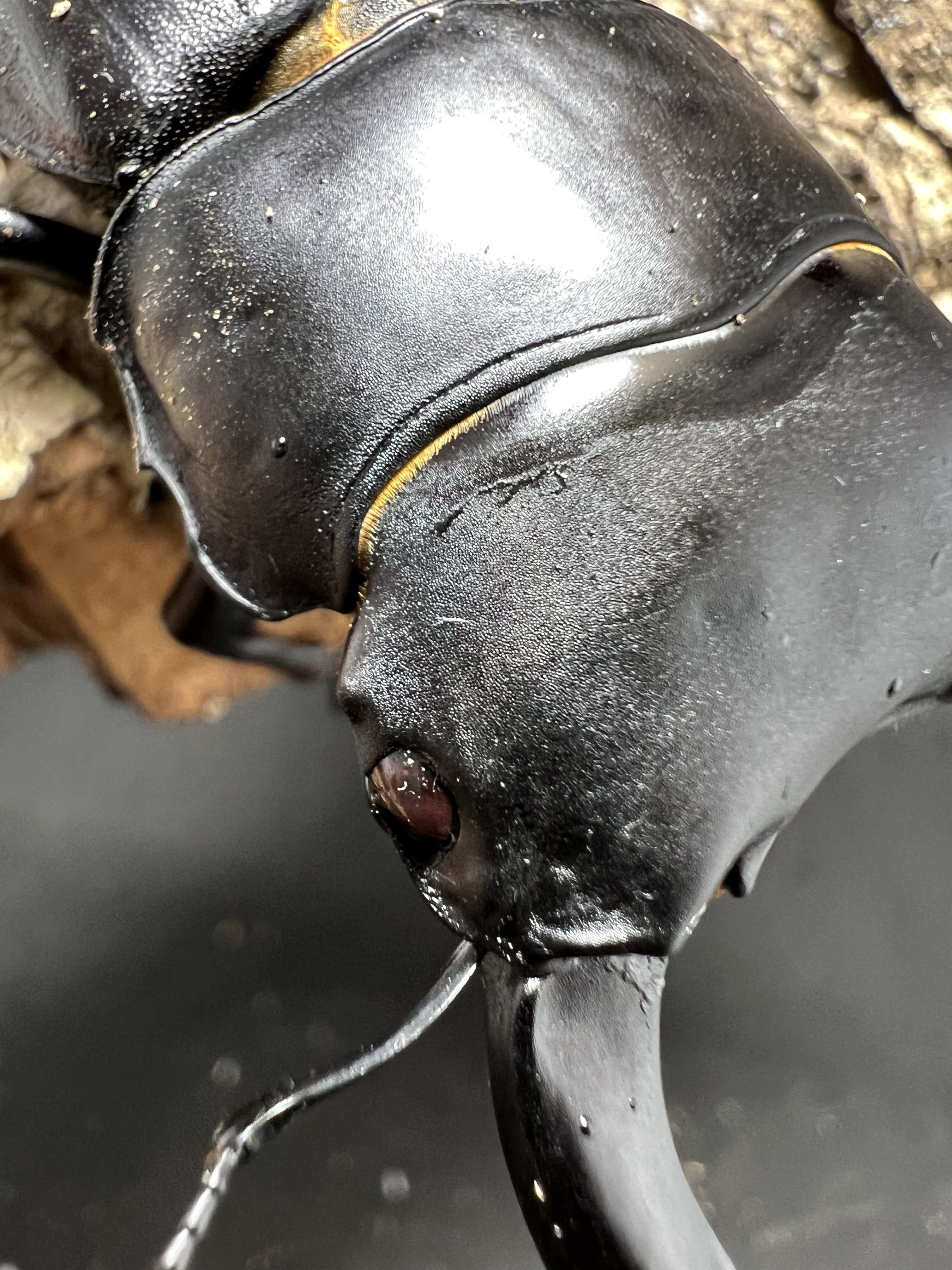 Dorcus hopei binodulosus 73mm.