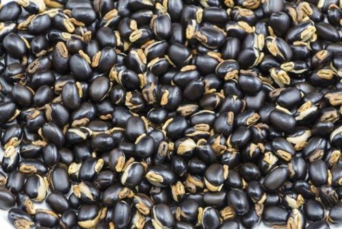 เมล็ดพันธุ์หมามุ่ยอินเดีย