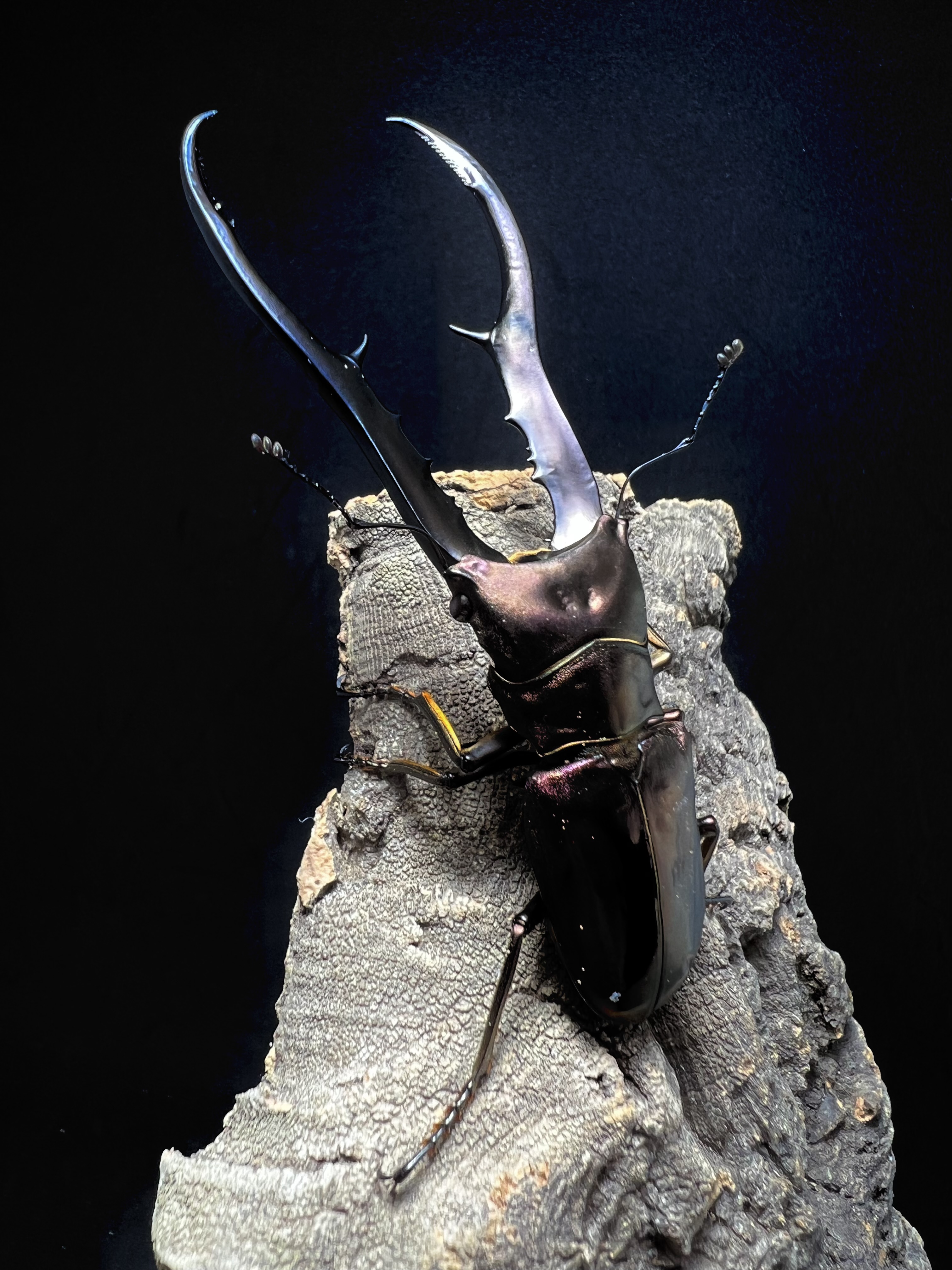 Cyclommatus metallifer 85mm.