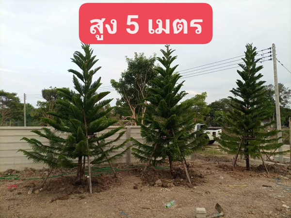 ต้นสนมังกรนครศรีธรรมราช โทร 062-9954226