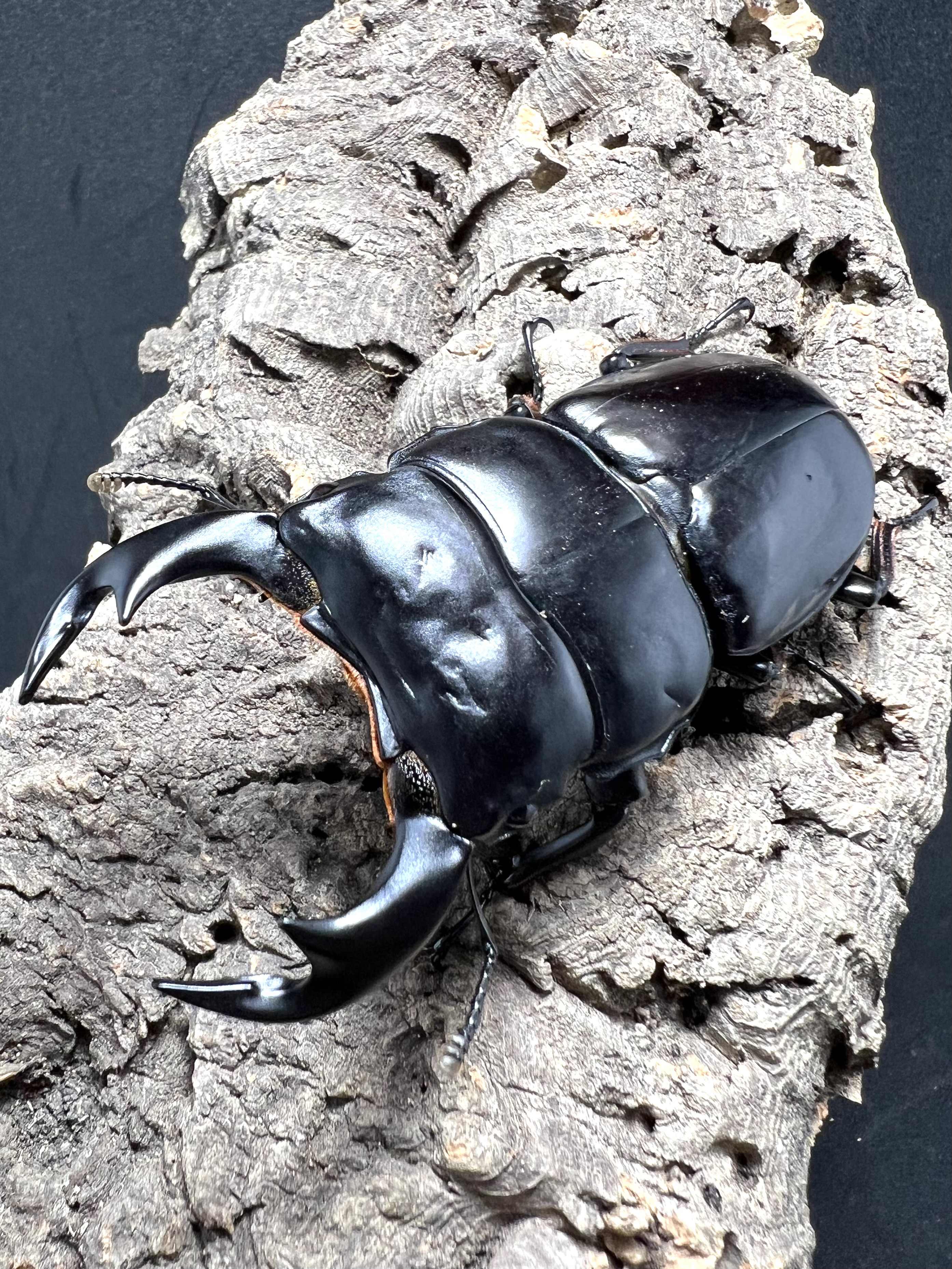 Dorcus antaeus antaeus 80 mm.