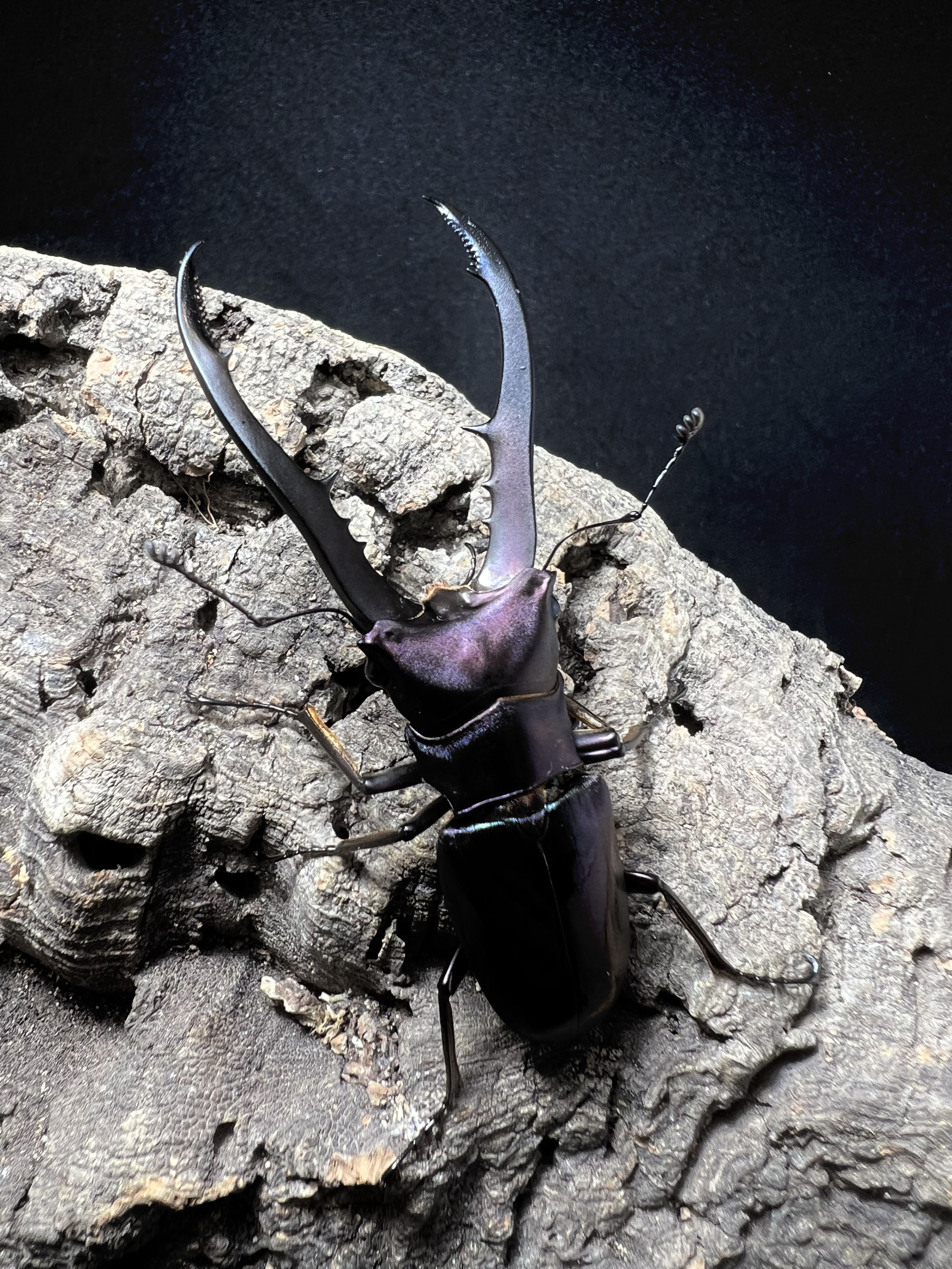 Cyclommatus metallifer 61 mm.