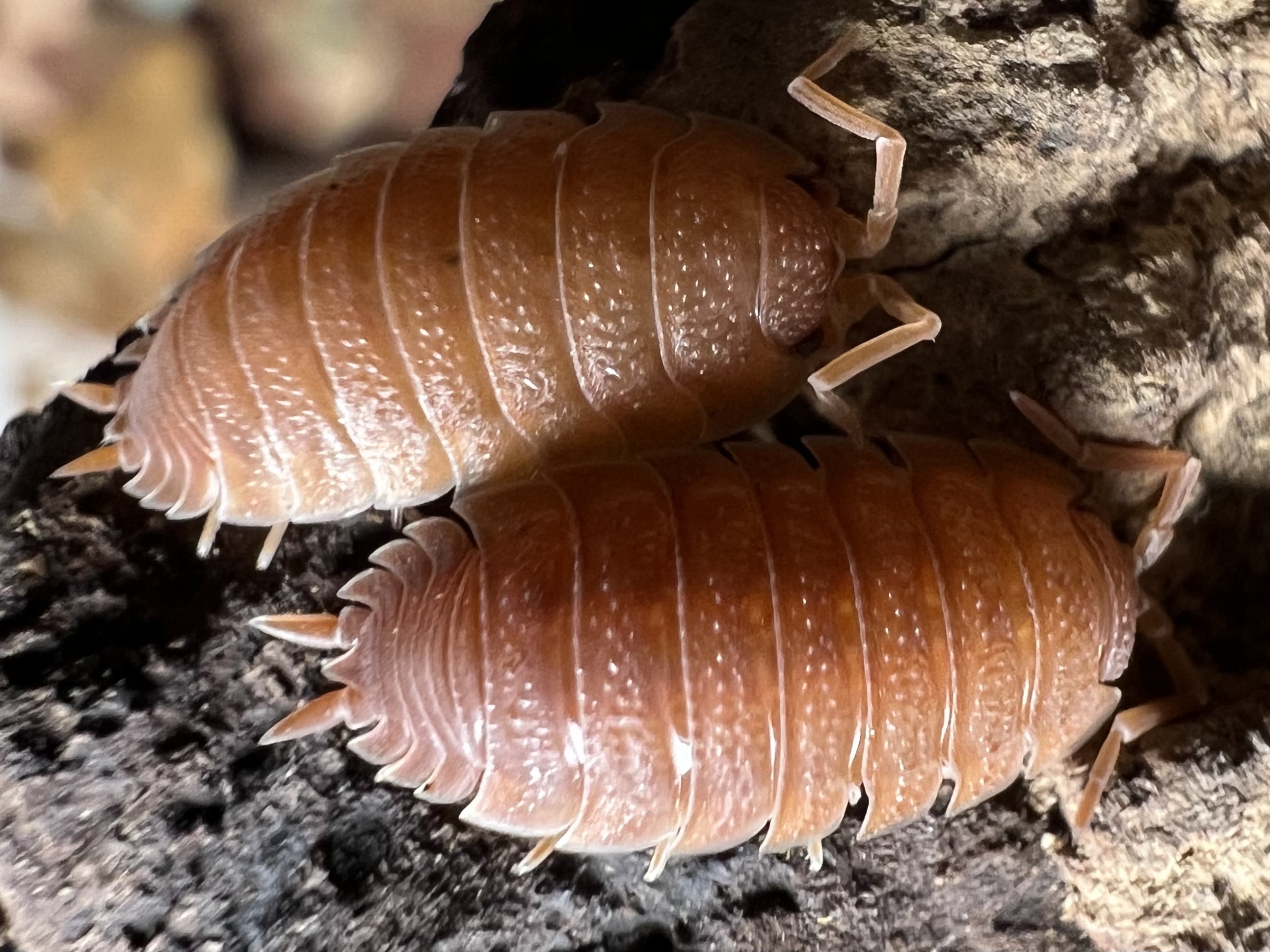 Porcellio scarber “Orange” set 10 each