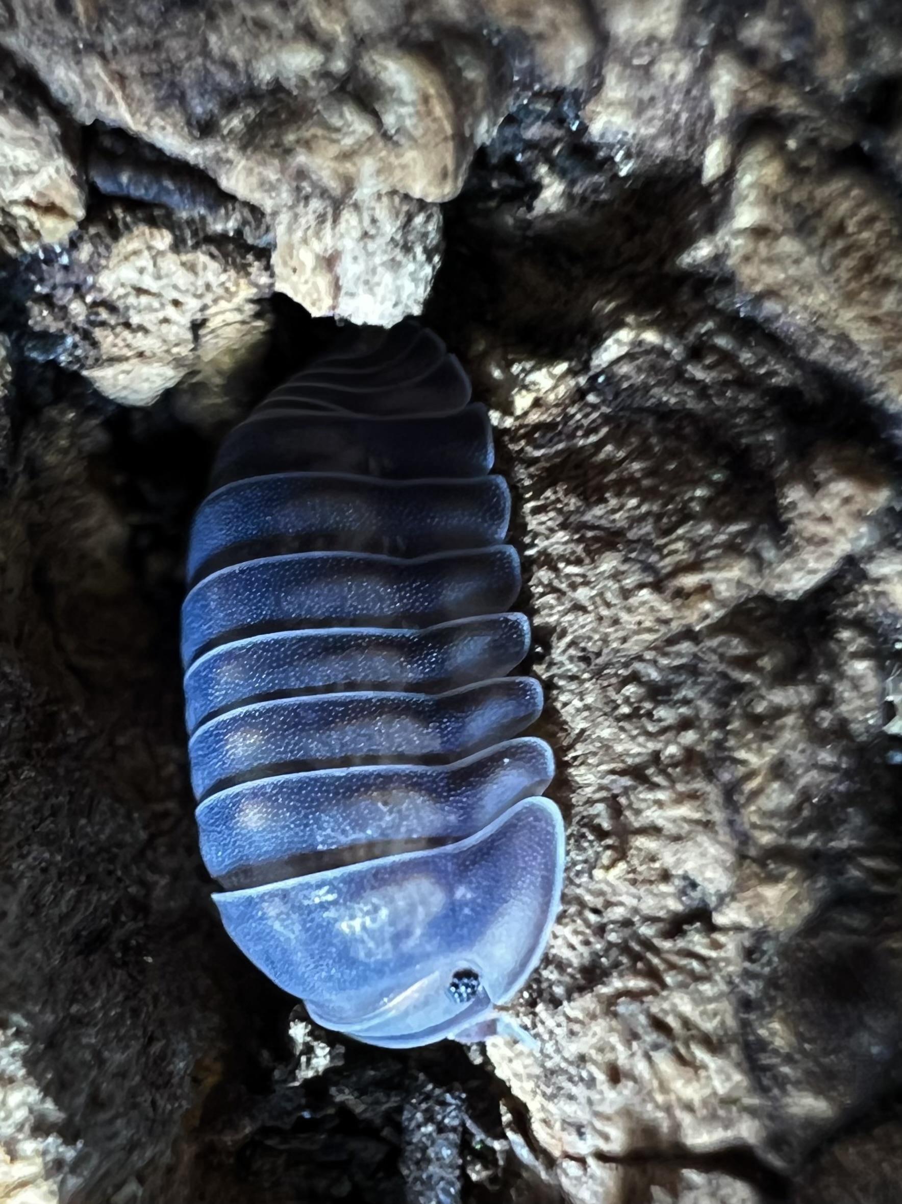 Cubaris sp. happy nun 5 each