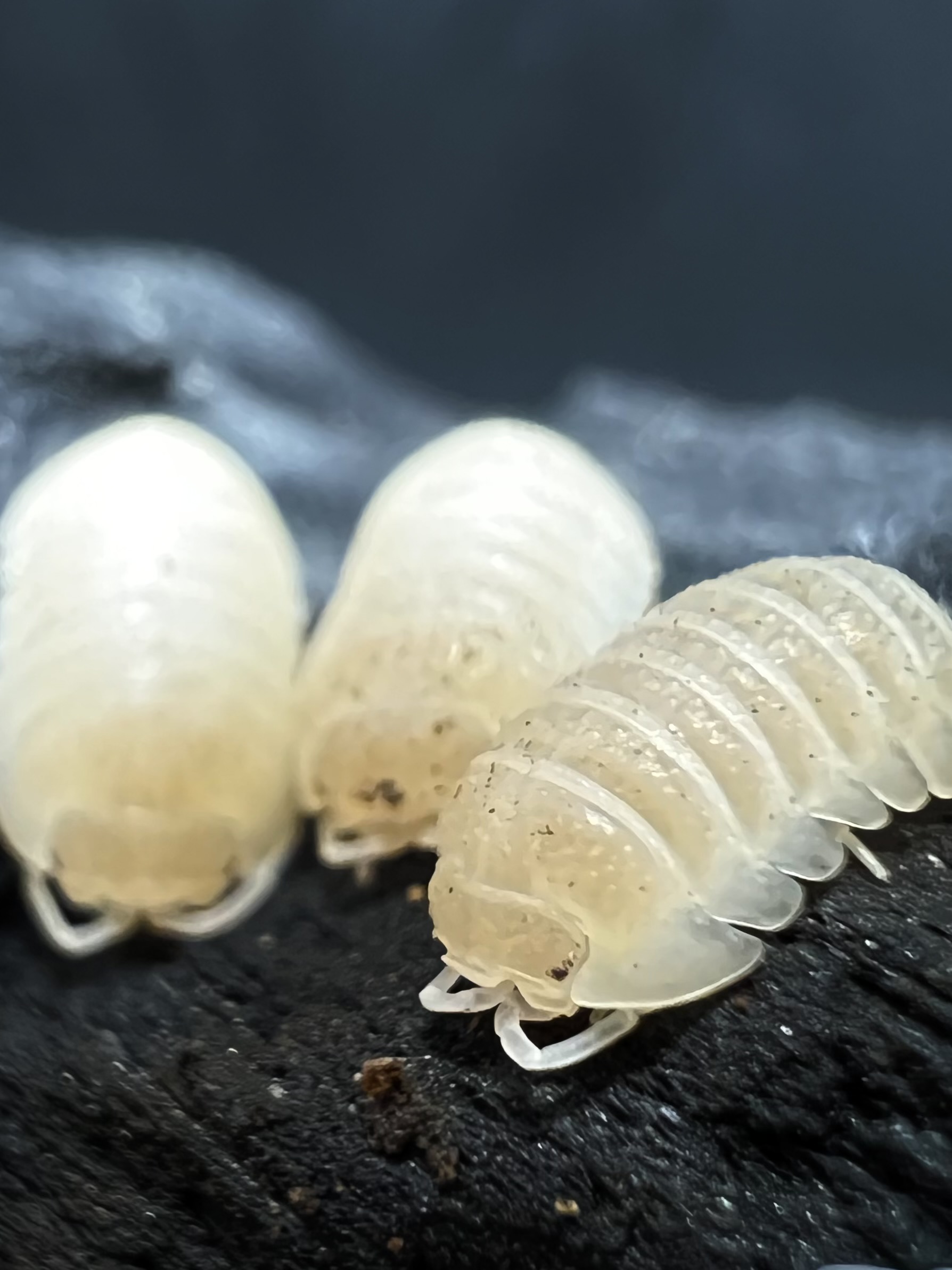 Armadillidium granulatum “White Pearl” 5 each