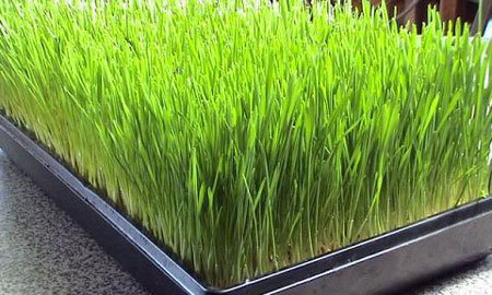 เมล็ดข้าวสาลี สำหรับปลูกต้นอ่อน