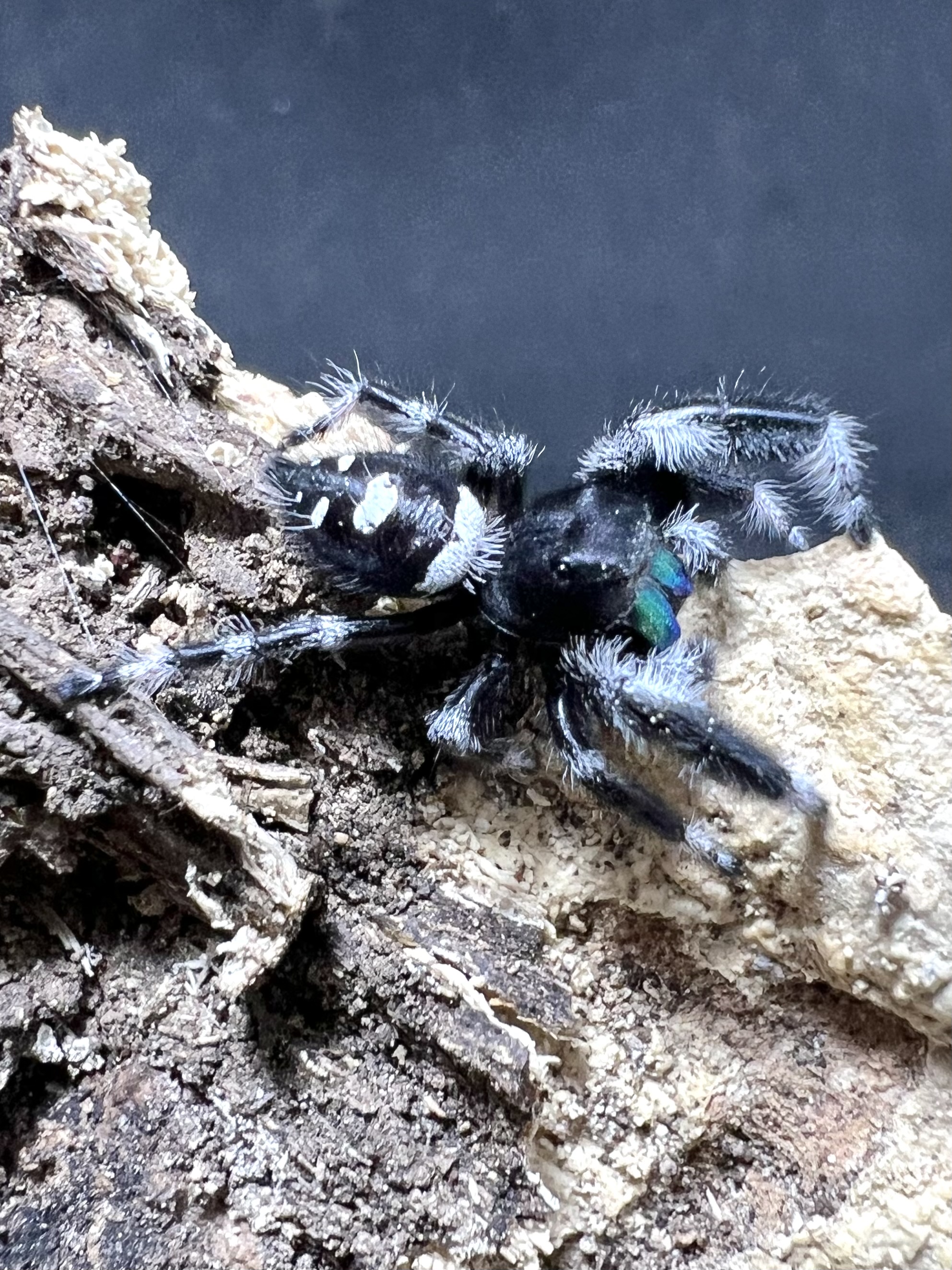 Phidippus regius everglades male