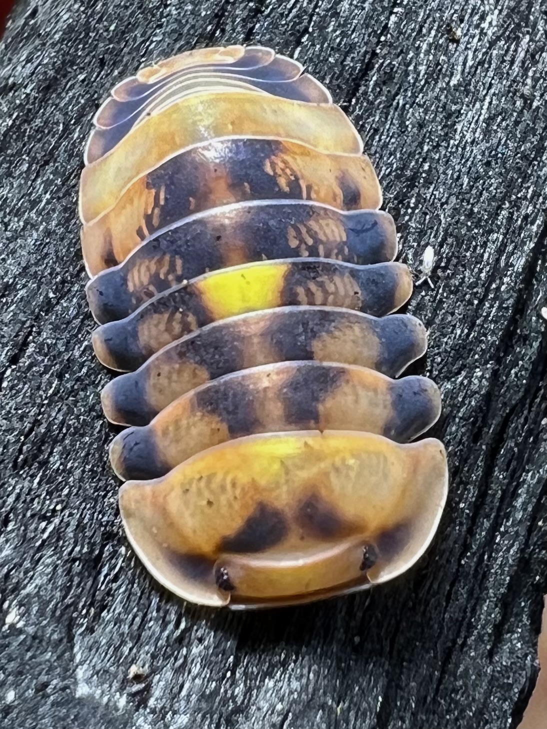 Cubaris sp. amber firefly ’GNR’ 5 each