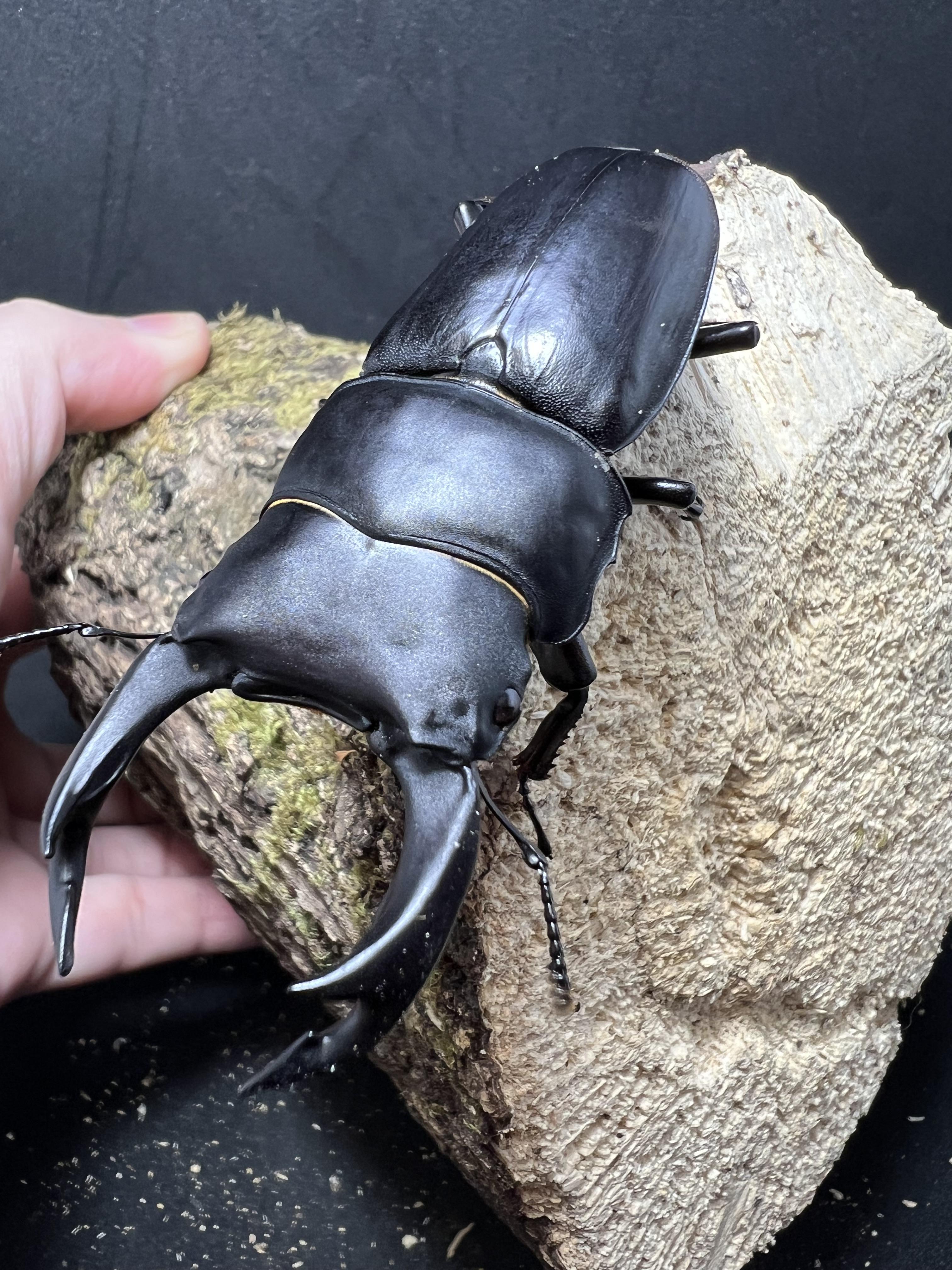 Dorcus hopei binodulosus 75mm.