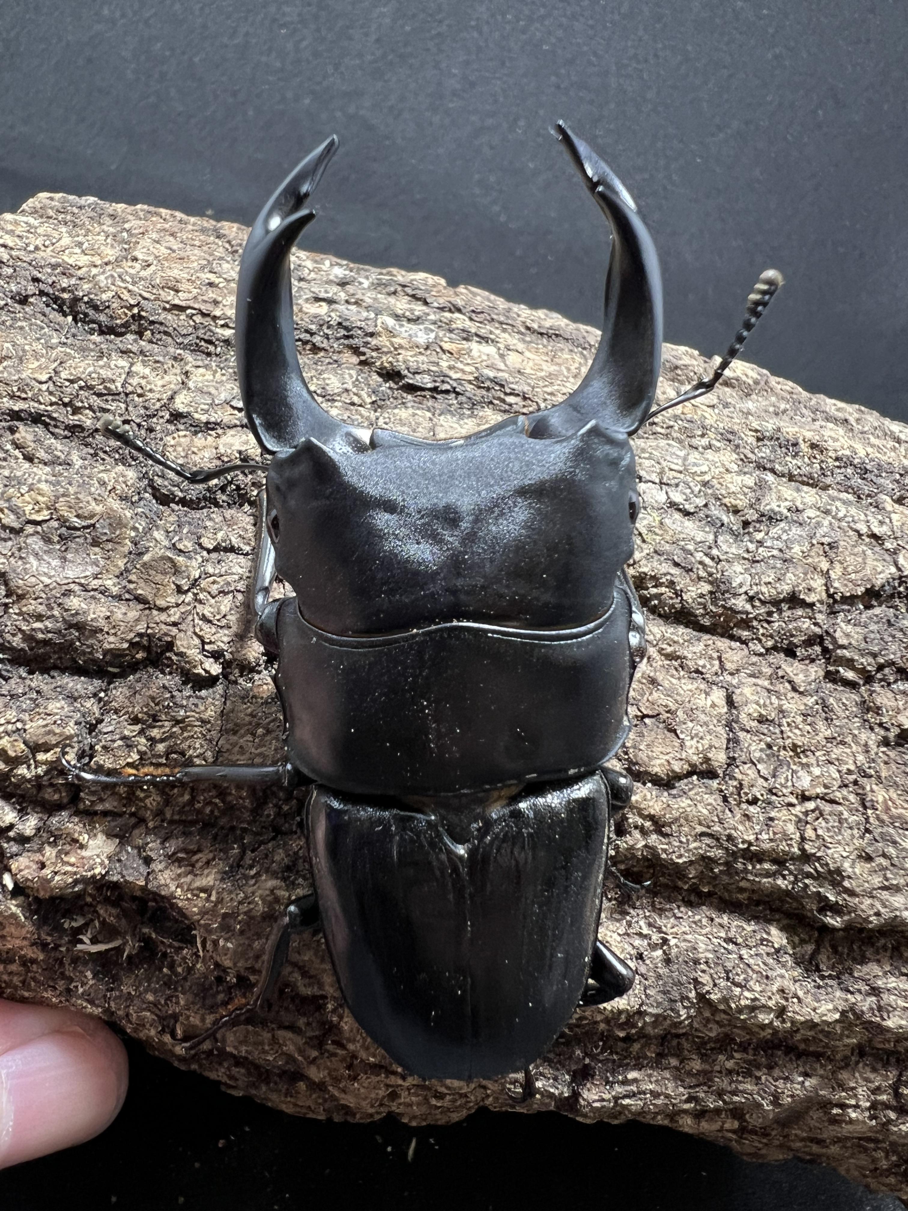 Dorcus hopei binodulosus 75mm.