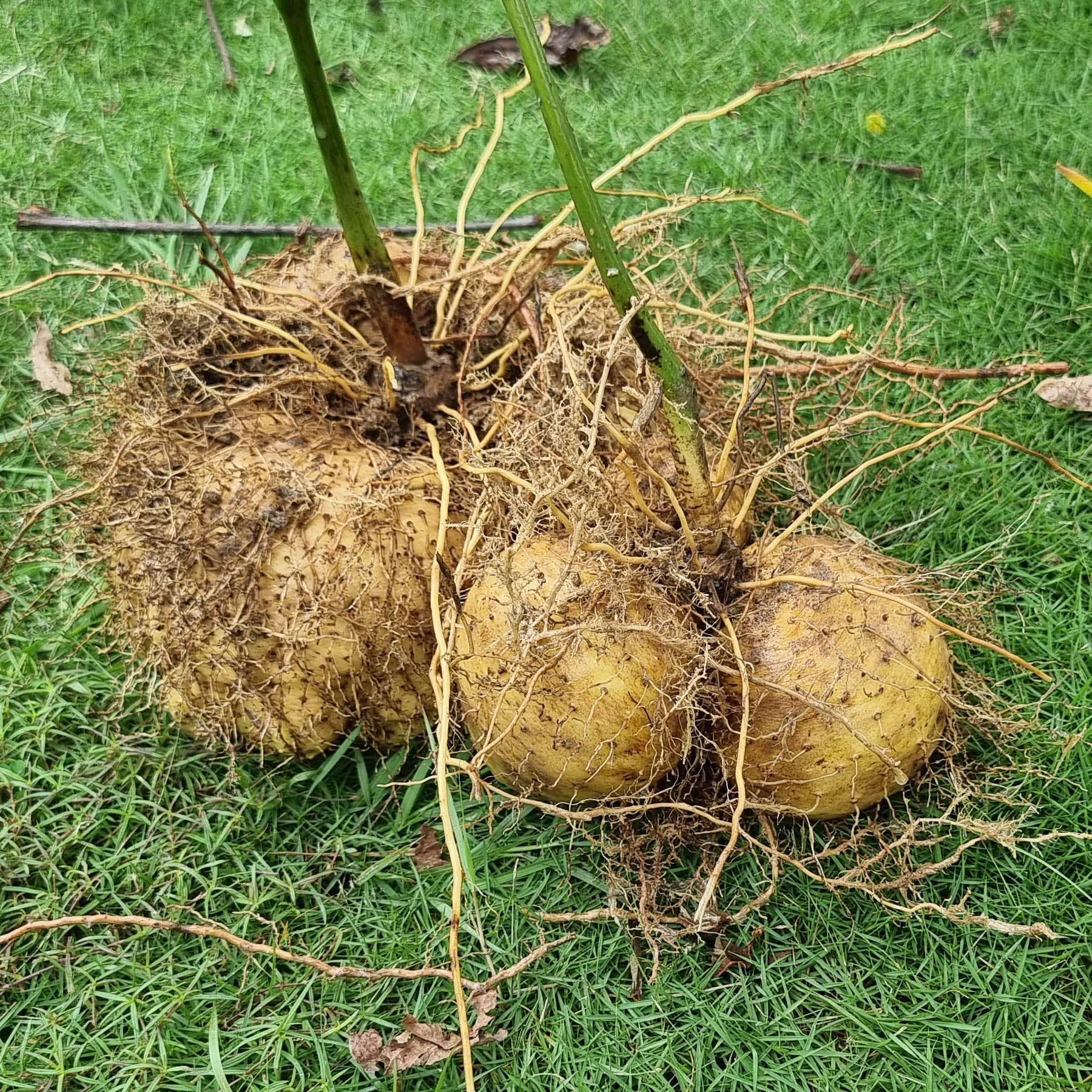 กลอยข้าวเหนียว กลอยแห้ง แผ่นใหญ่ เก็บได้นาน สำหรับนึ่งทานและเมนูอื่นๆ กลอยข้าวเหนียว ขนาด 250 กรัม