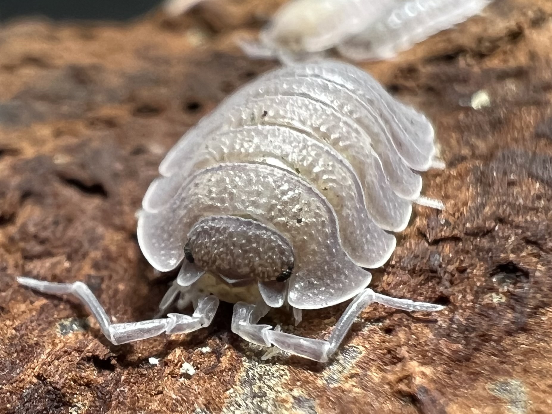 Porcellio baeticensis Violet 5 each