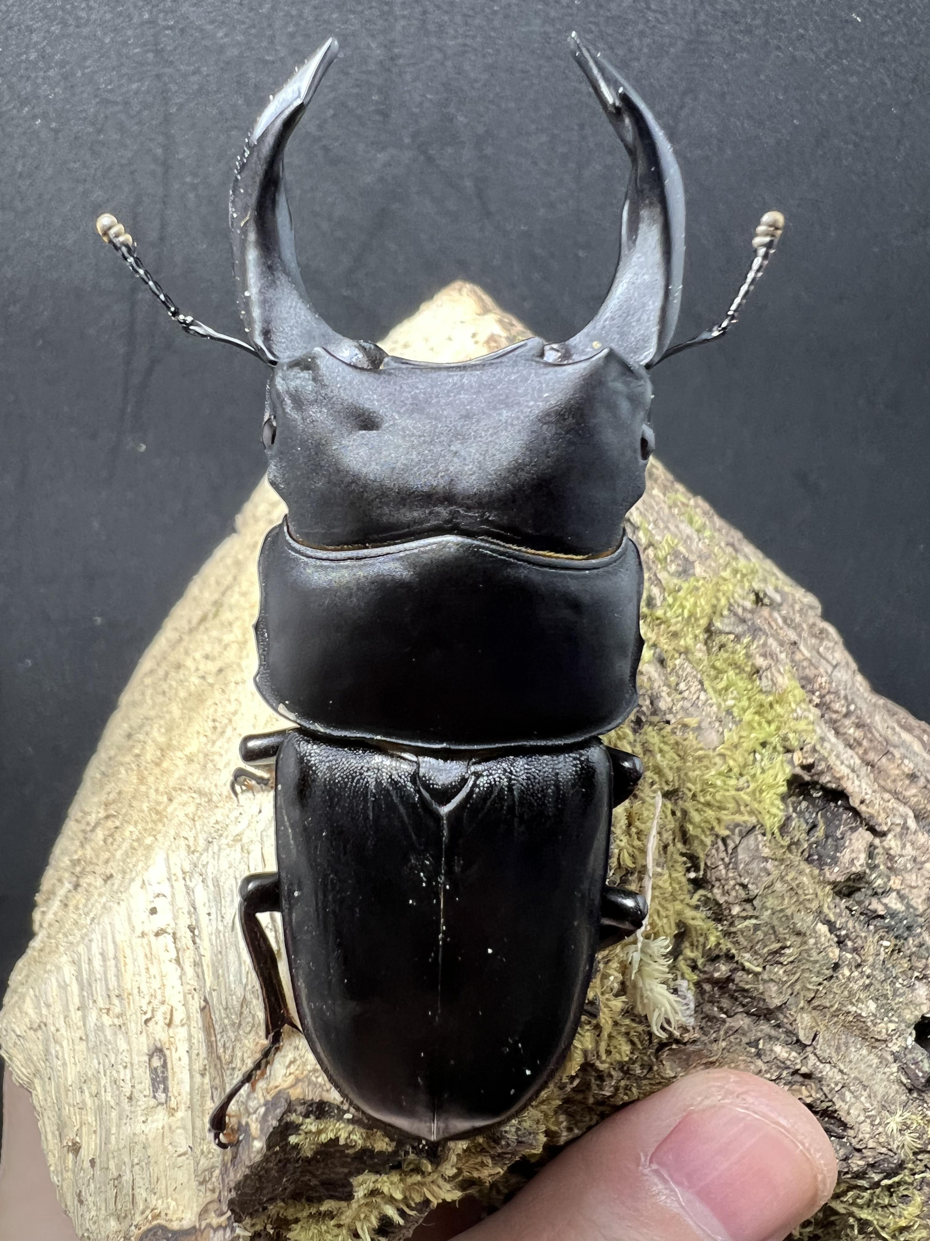 Dorcus hopei binodulosus 75mm.