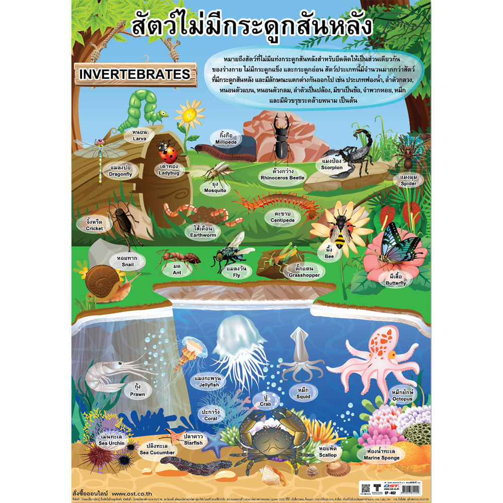 Invertebrates Animal Educational Posters No.452