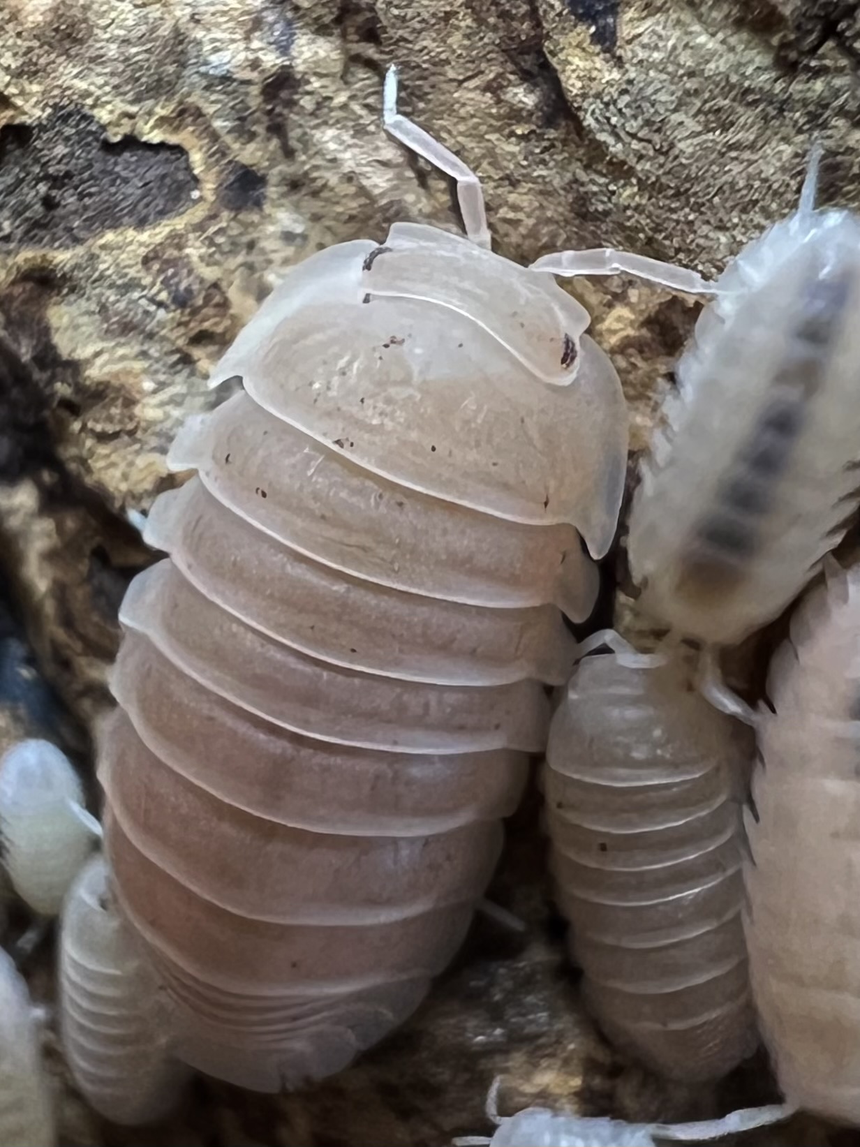 Cubaris murina ‘Papaya’ 5 each