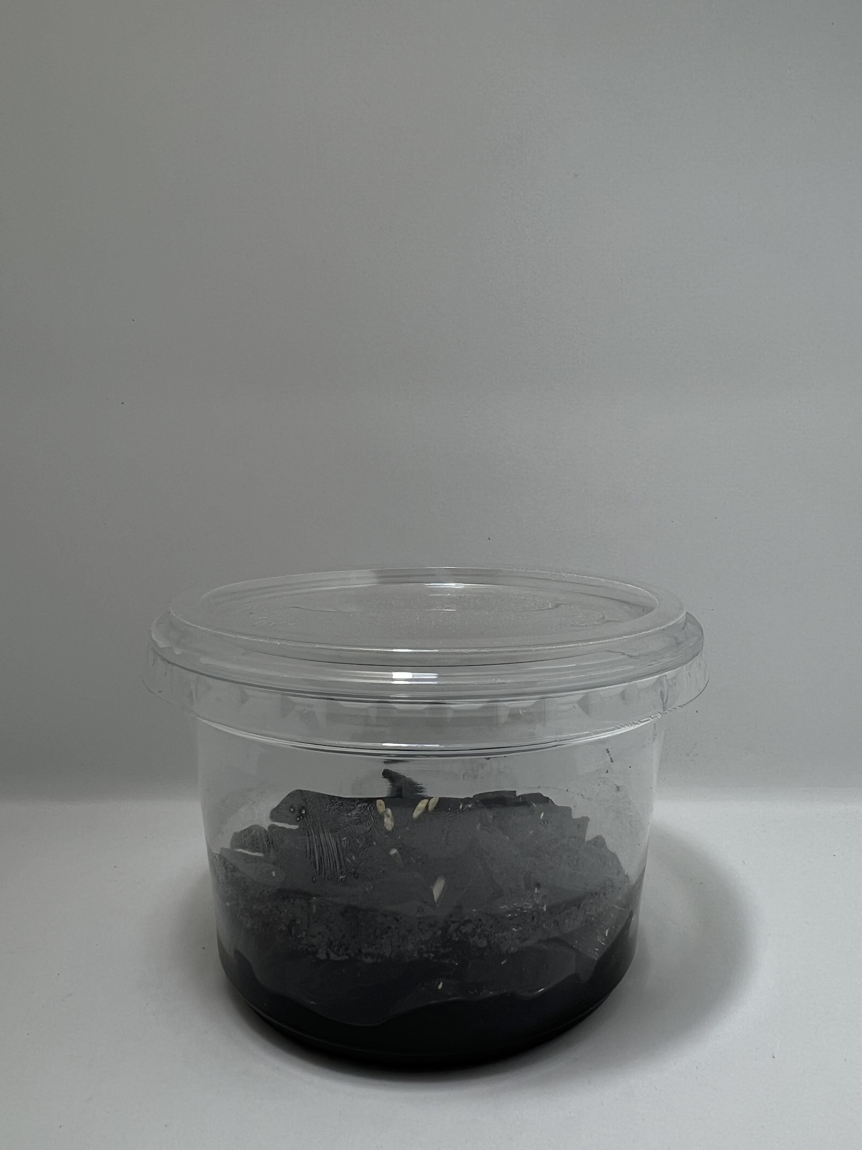 Springtail 1 cup