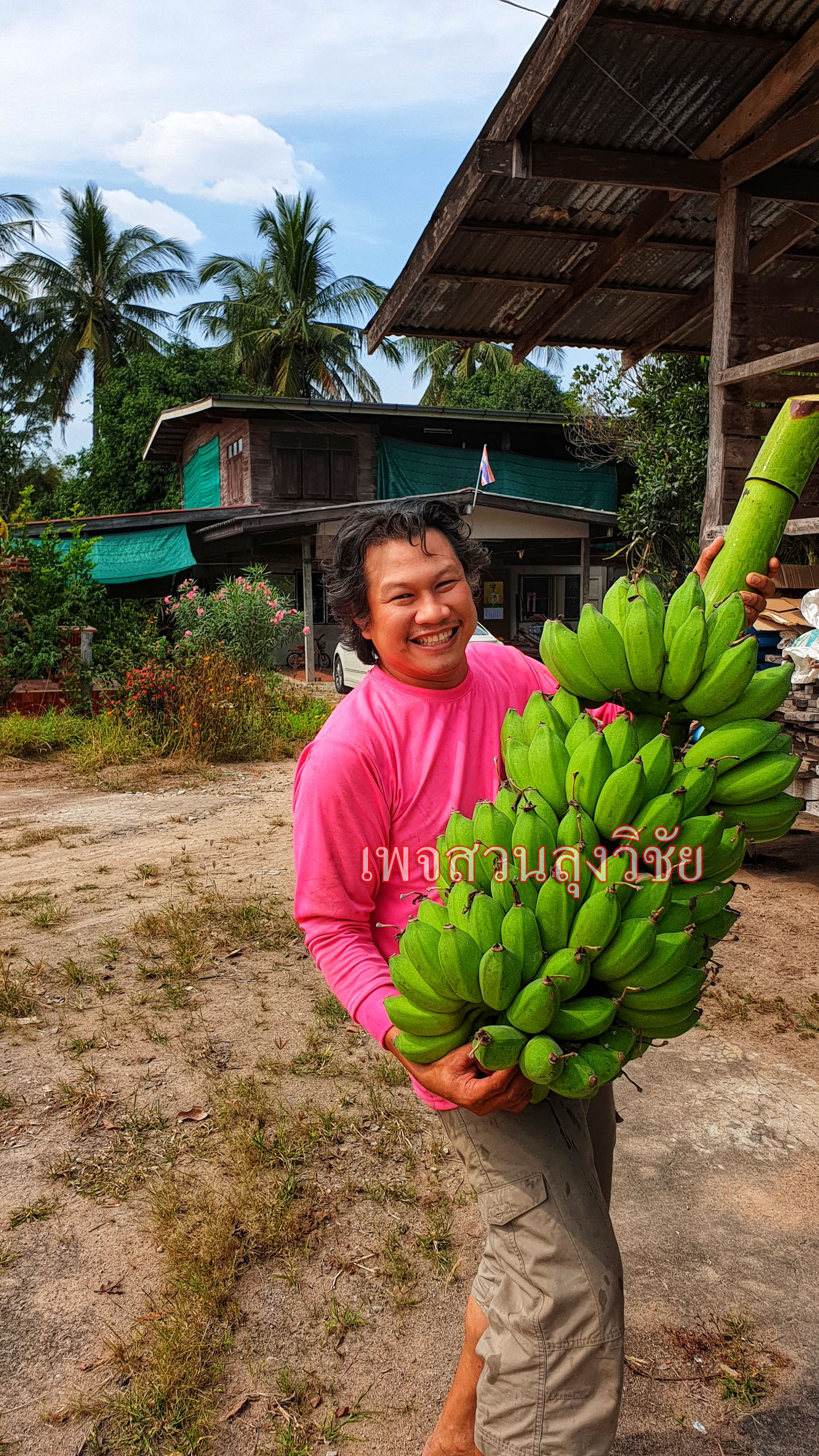 หน่อกล้วยน้ำหว้าทะลิอ่องยักษ์โบราณ 4 หน่อ ส่งฟรีทั่วไทย