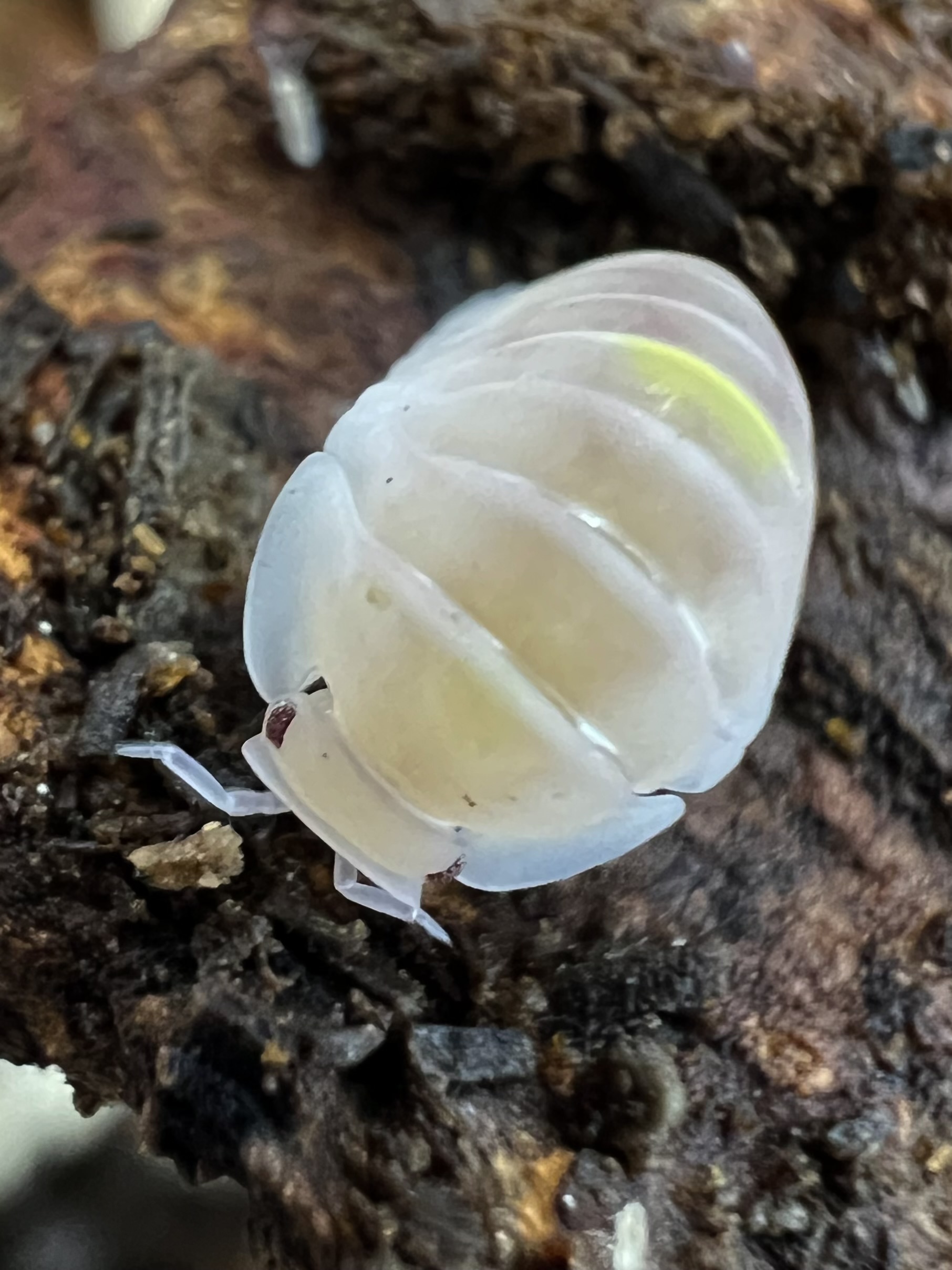 Cubaris sp. amber firefly ’Albino’ 5 each