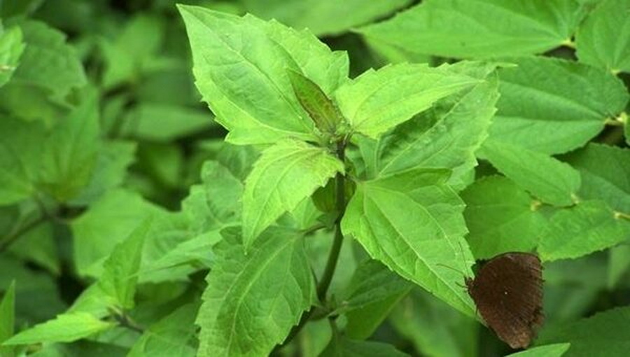 ผงต้นสาบเสือ สาบเสือ อบใหม่ บดใหม่ จาก OTOP ออกใบกำกับได้ ขนาด 90 กรัม