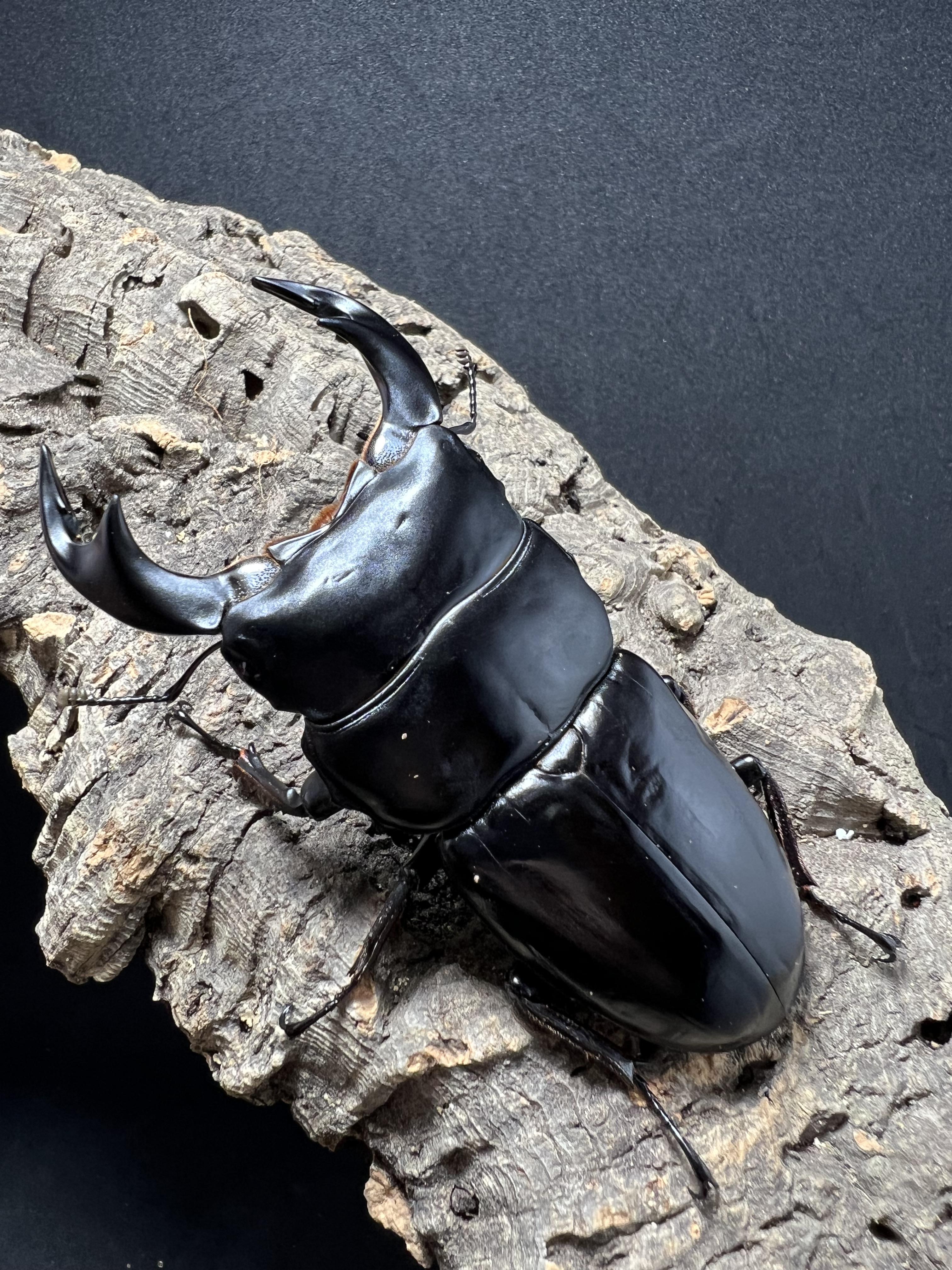 Dorcus antaeus antaeus 85mm.