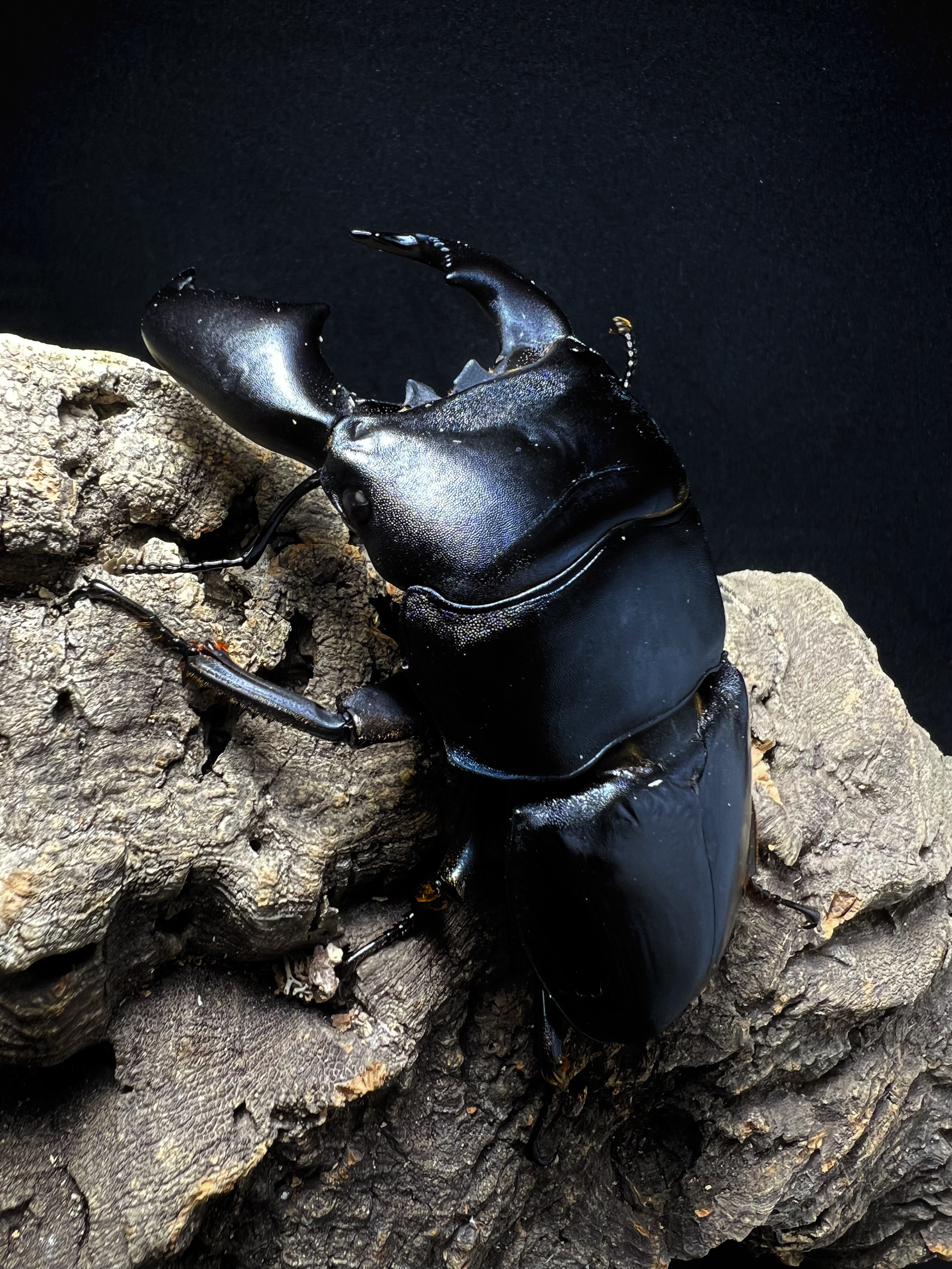 Dorcus titanus yasuokai 91mm.