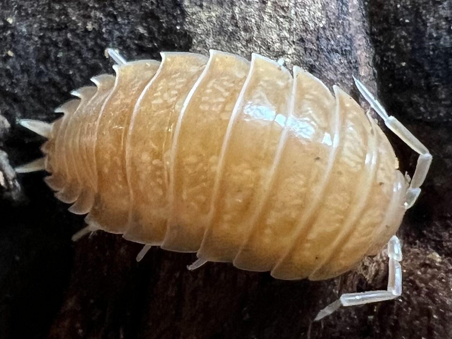 Porcellio laevis “Giant Orange” set 10each