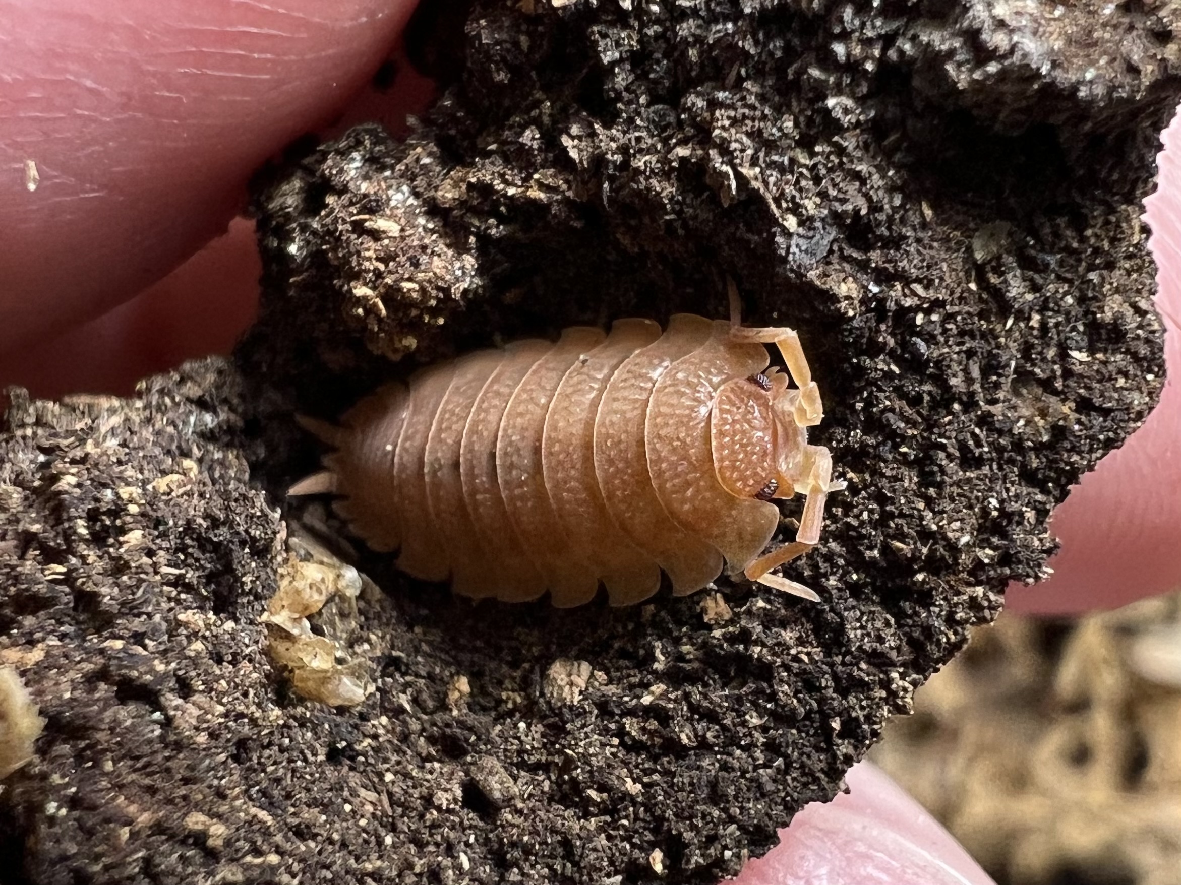 Porcellio scarber “Orange” set 10 each