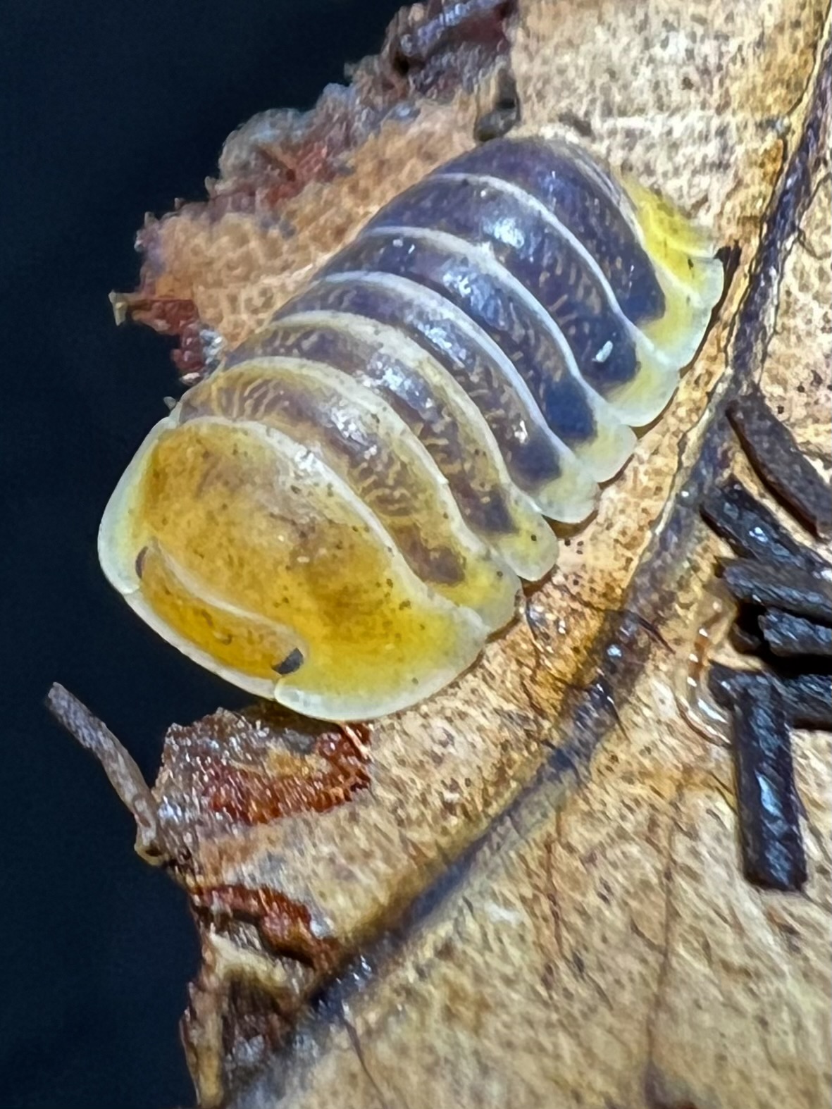 Cubaris sp. jupiter 5 each