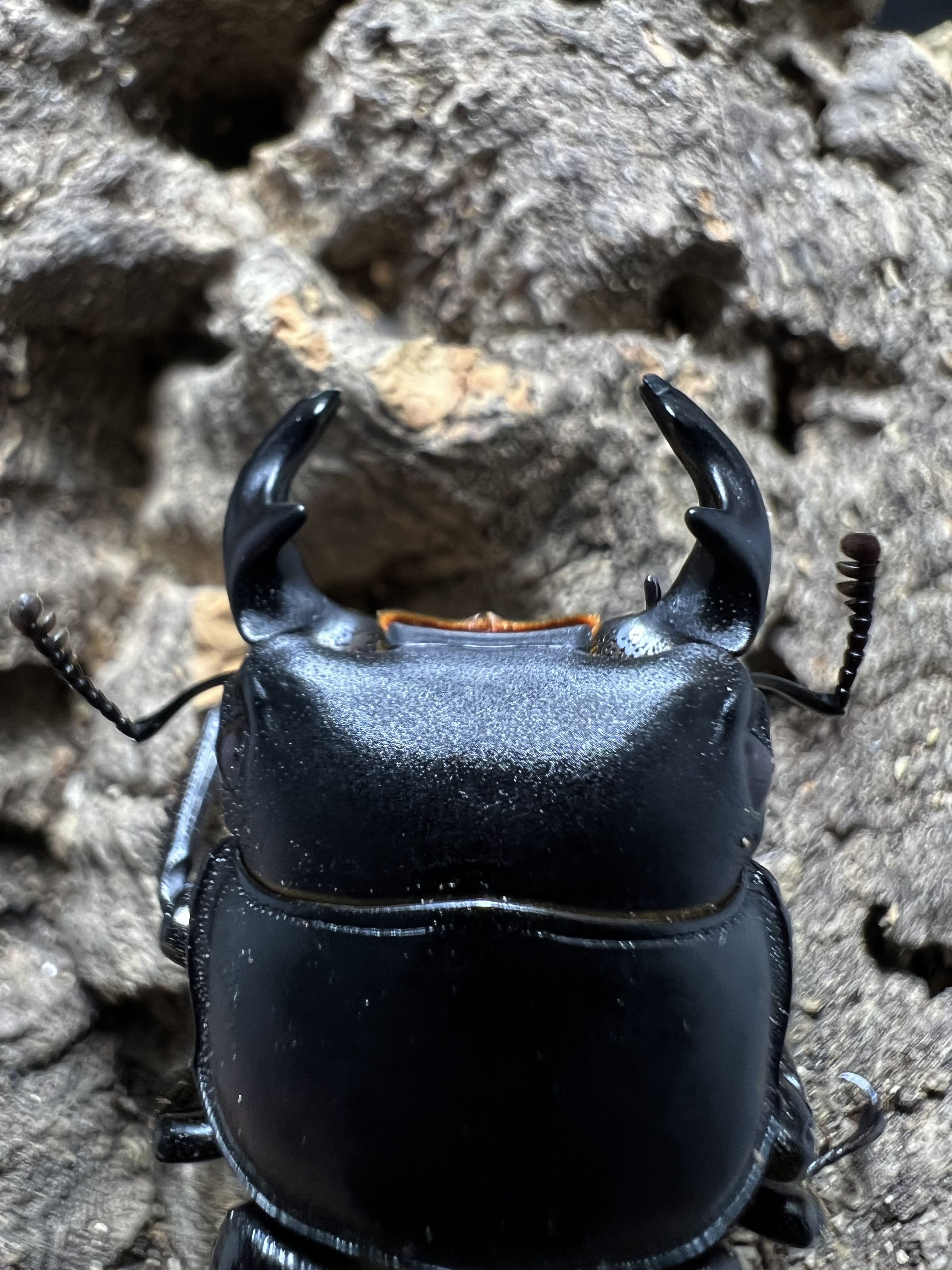 Dorcus yaksha gracilicornis 37x28mm.