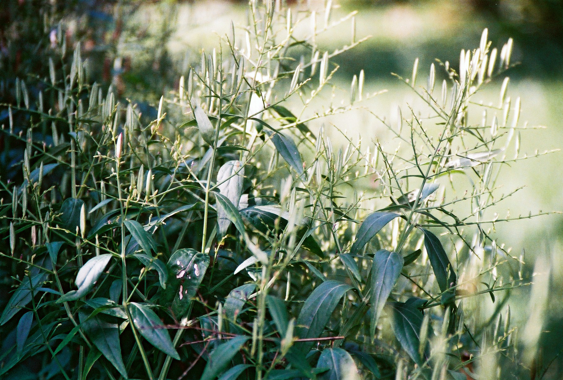 เมล็ดพันธุ์ ฟ้าทะลายโจร