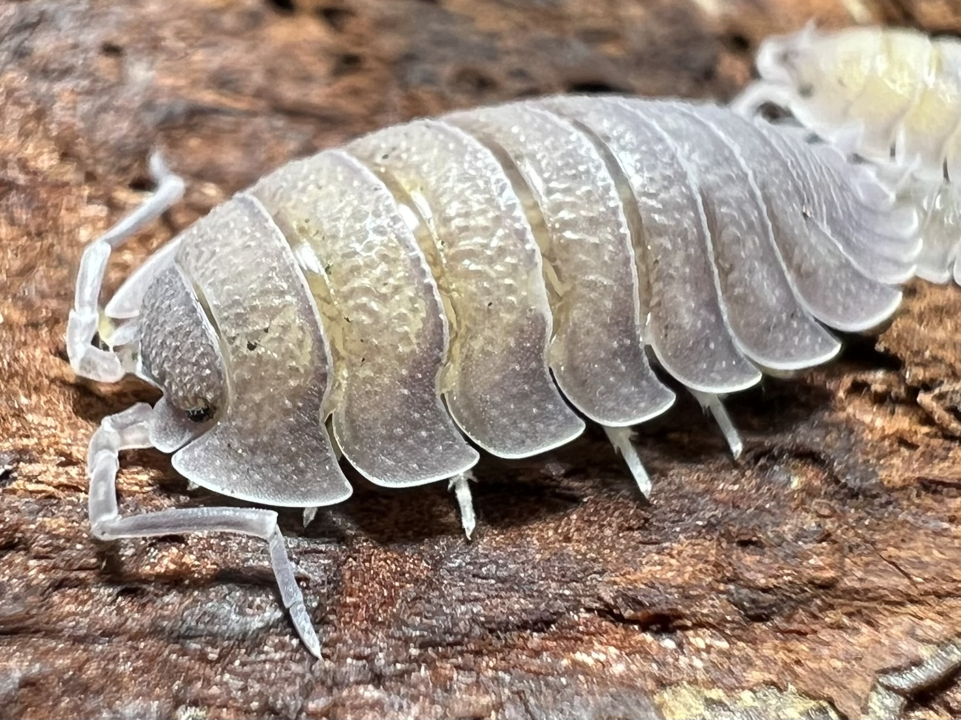 Porcellio baeticensis Violet 5 each