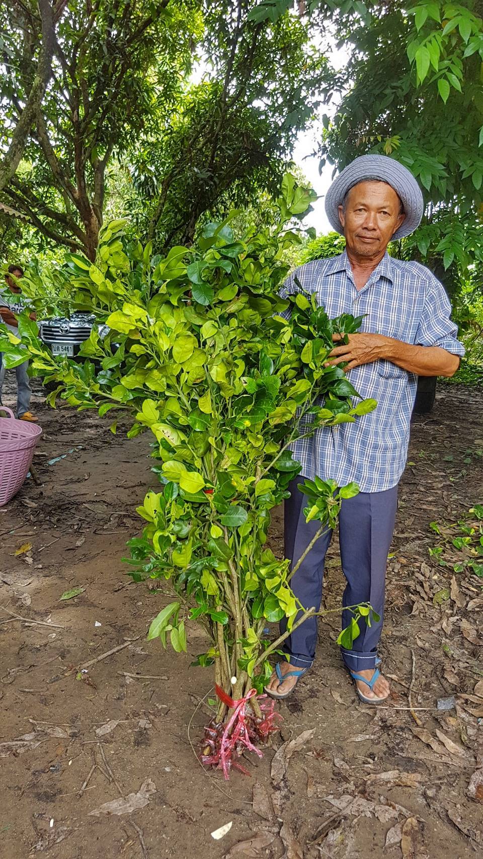 กิ่งพันธุ์ส้มโอขาวแตงกวา ชุด 5 กิ่ง