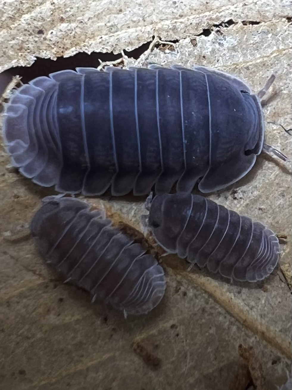 Cubaris sp. hippo 5 each
