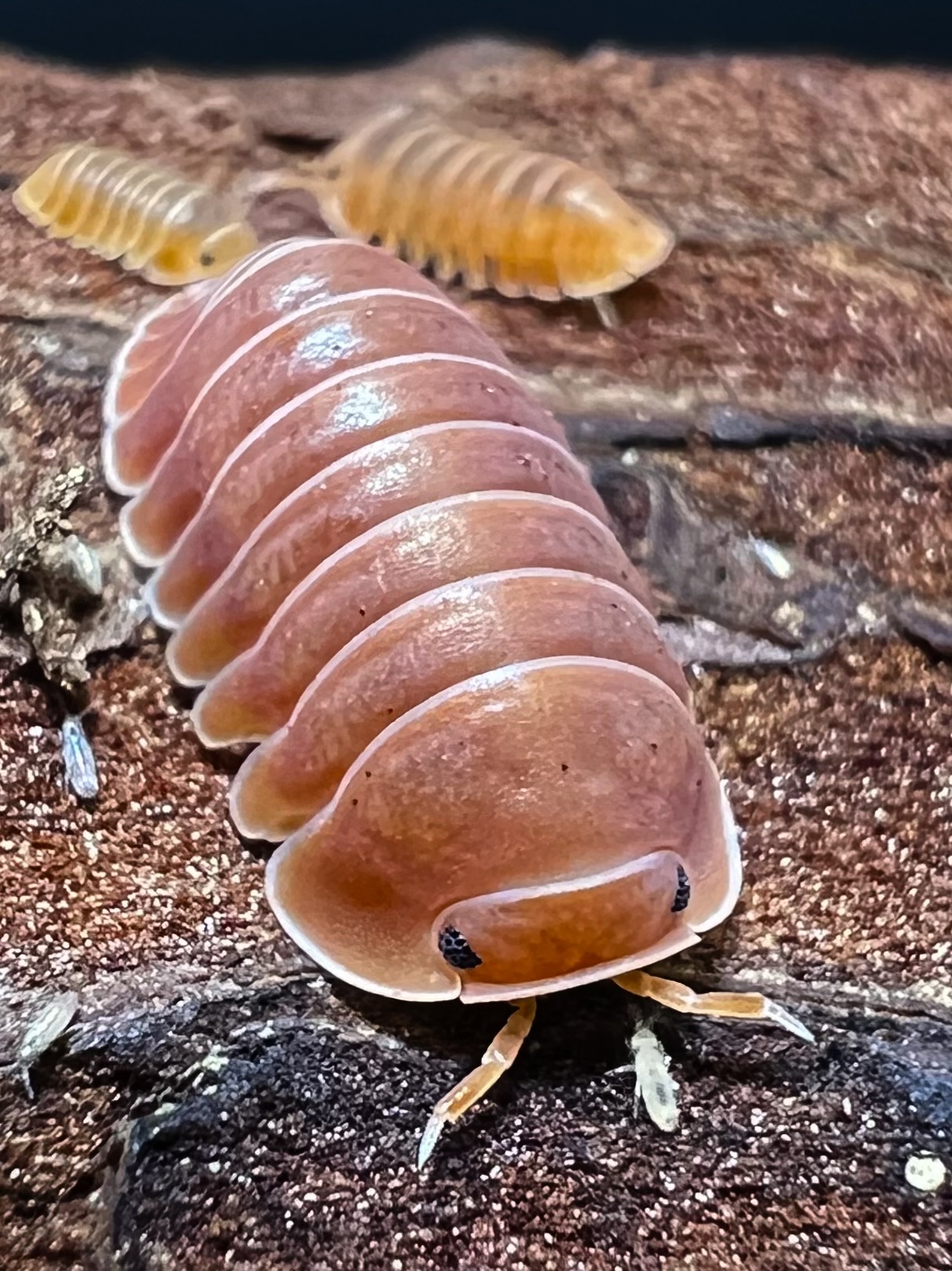 Cubaris sp. thai tea 5 each