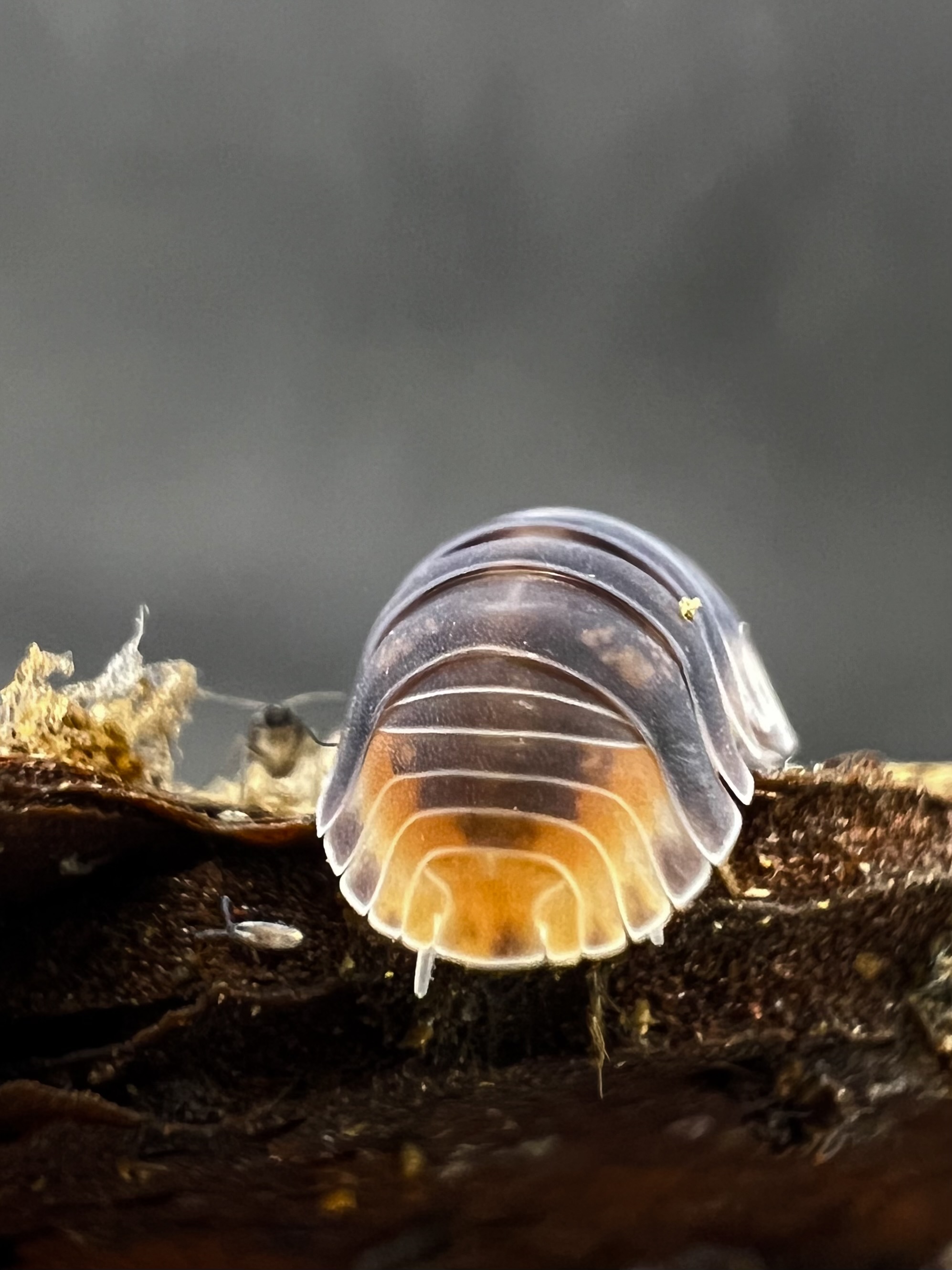 Cubaris sp. park chong 5 each