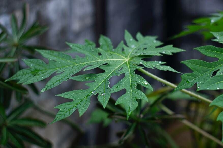 ใบมะละกอแคปซูล ใบมะละกอออร์แกนิคบรรจุแคปซูล ผงใบมะละกอ พร้อมจัดส่ง