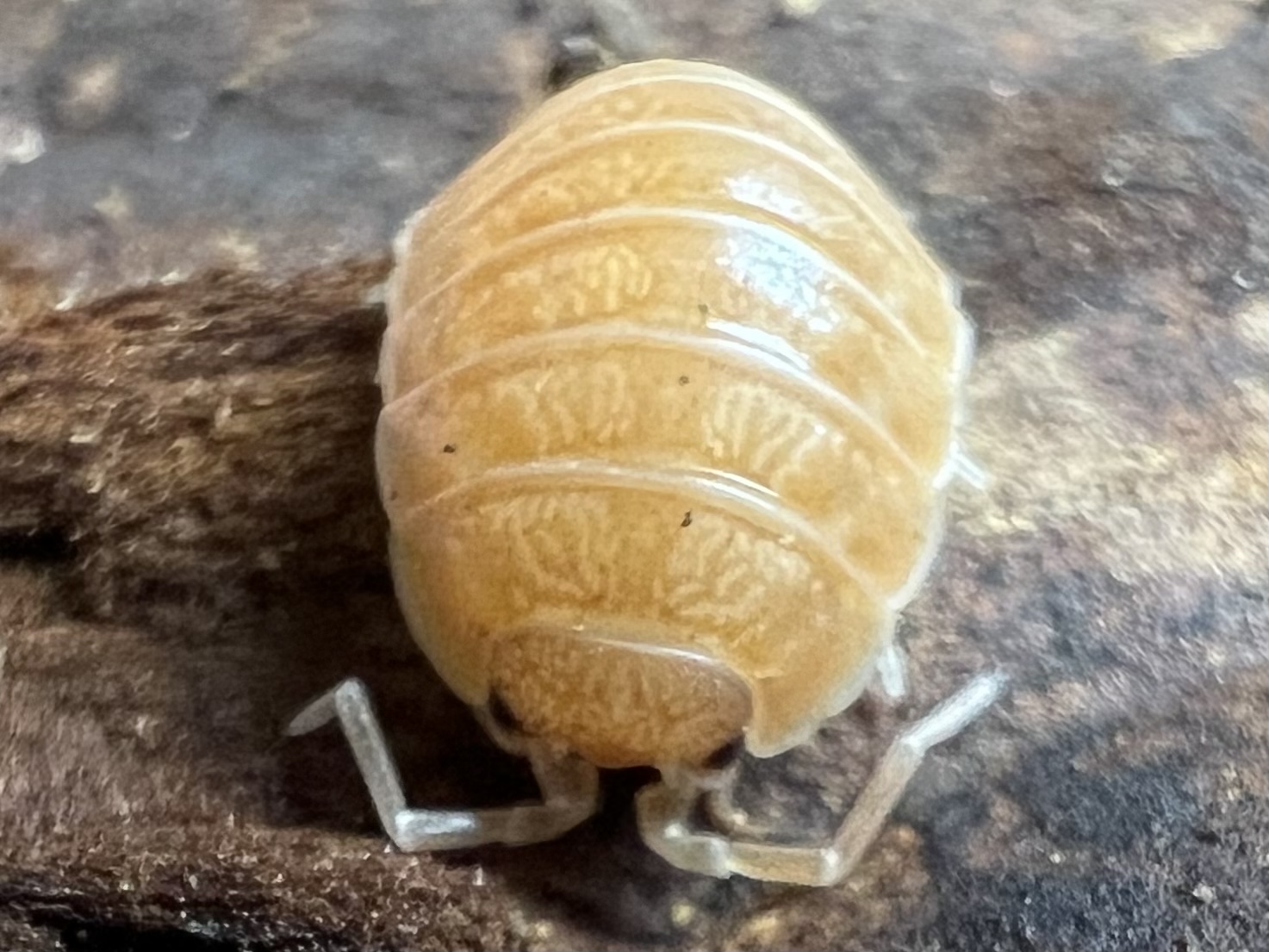 Porcellio laevis “Giant Orange” set 10each