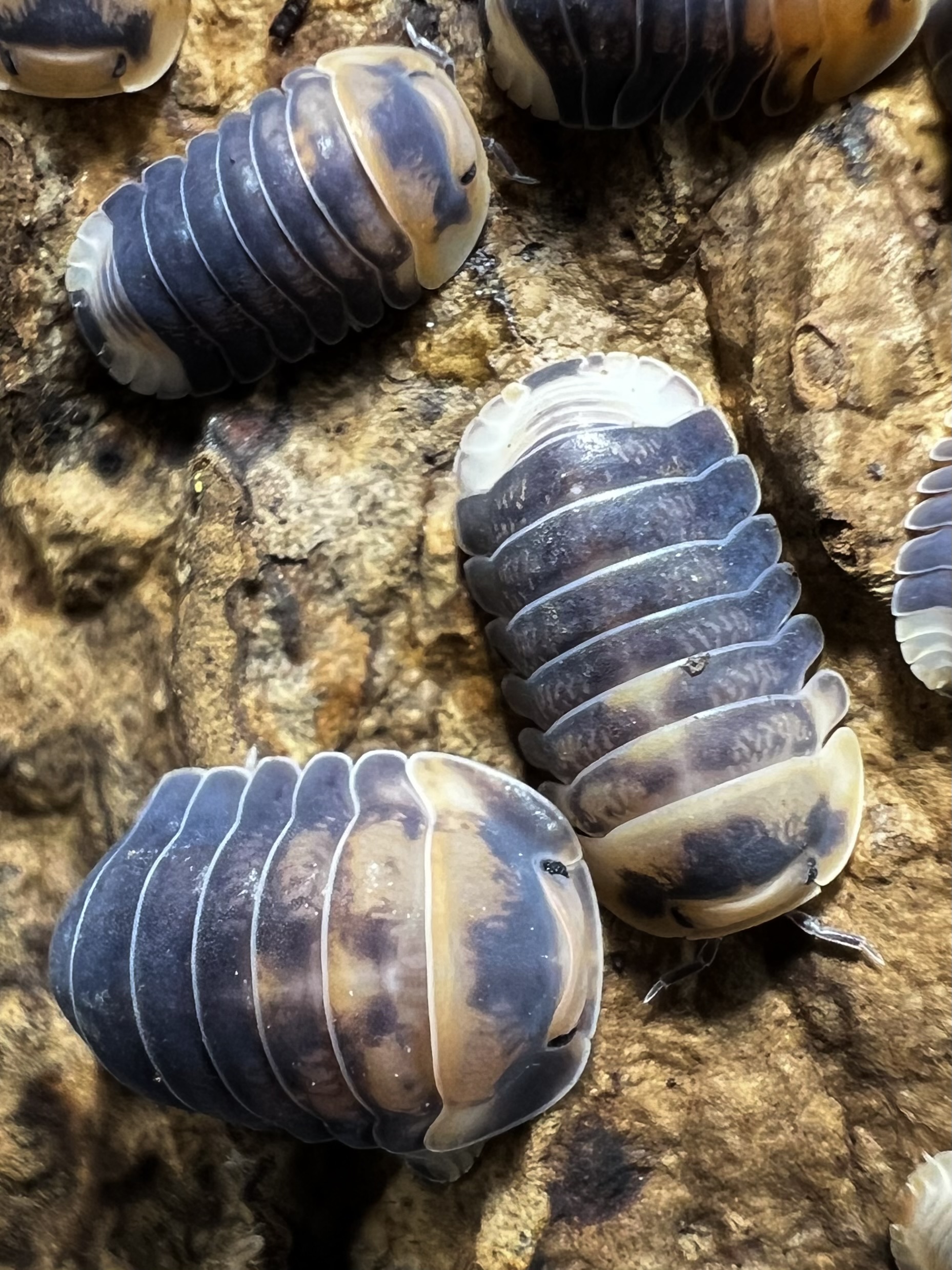 Cubaris sp. emperor bee 5 each