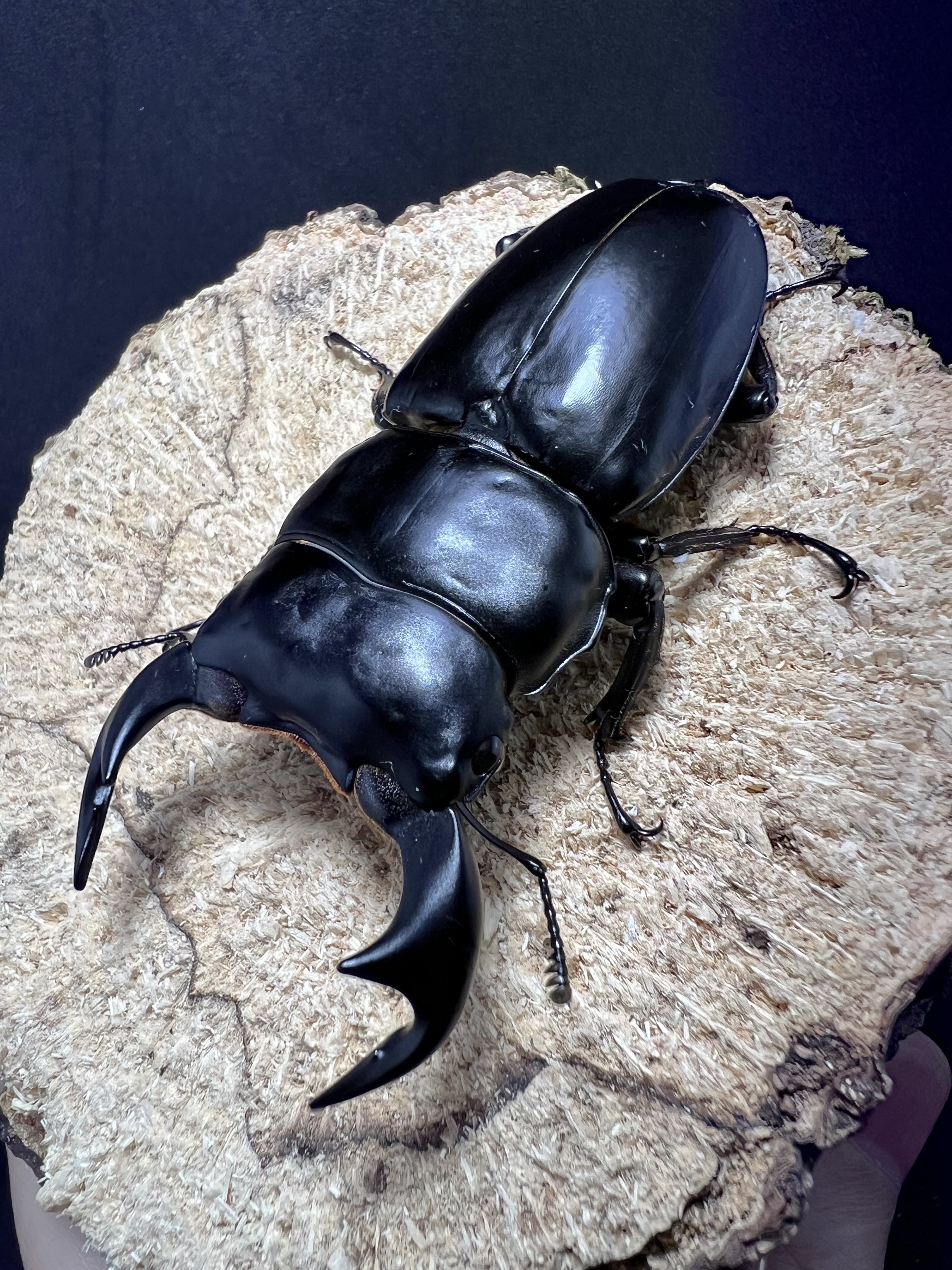 Dorcus antaeus antaeus 74x44mm.