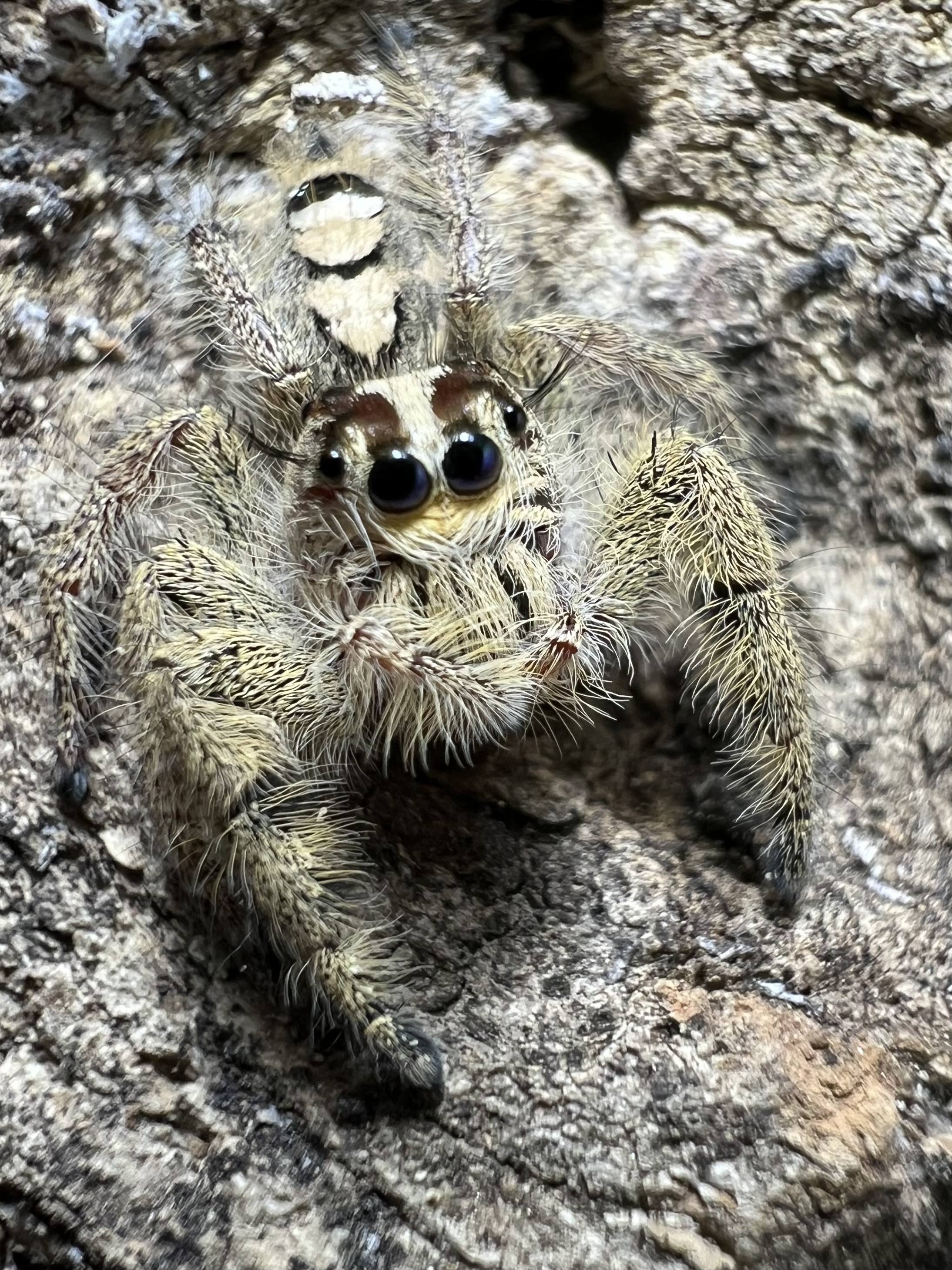 Hyllus diarai female