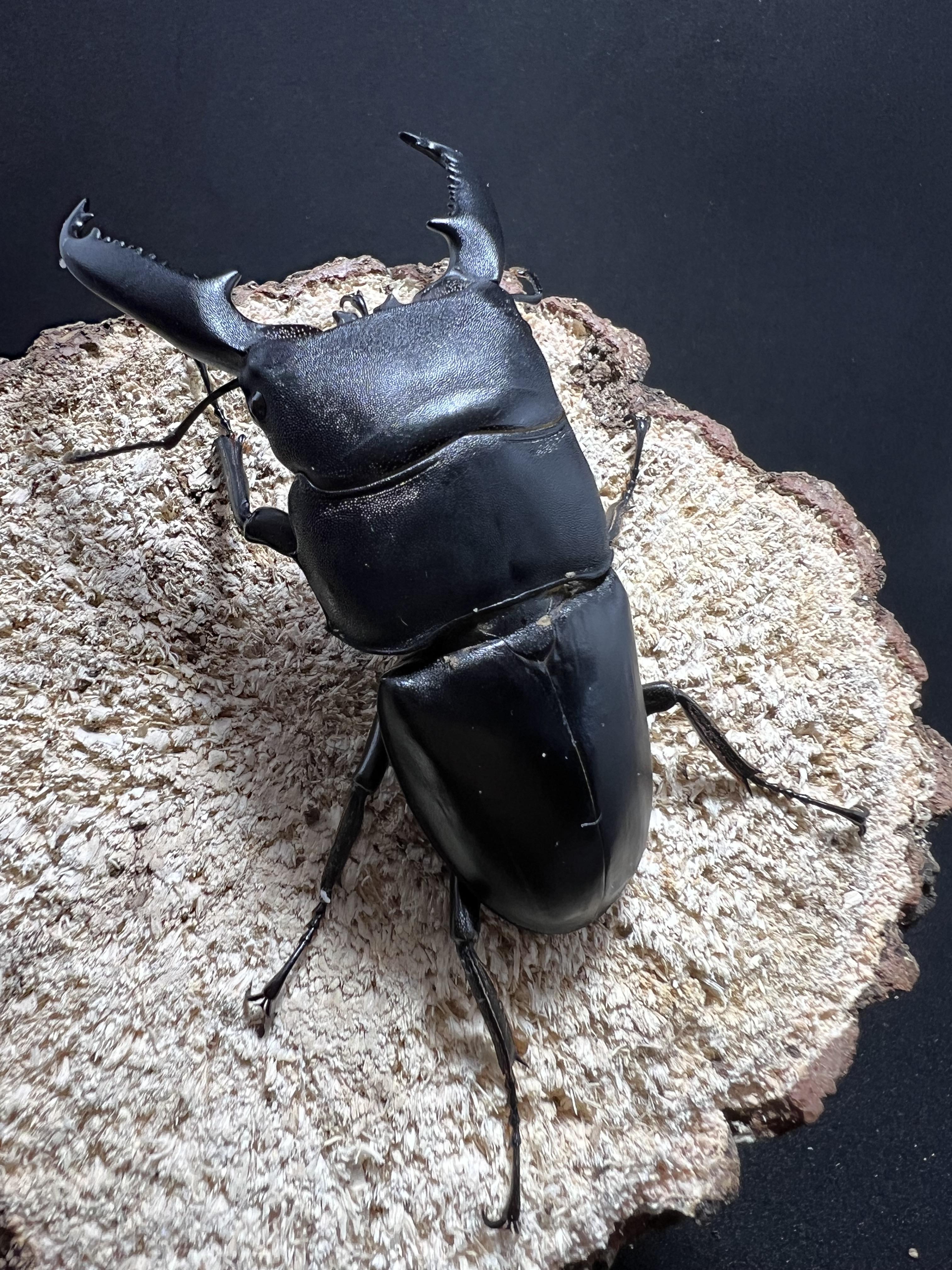 Dorcus titanus palawanicus 83mm.