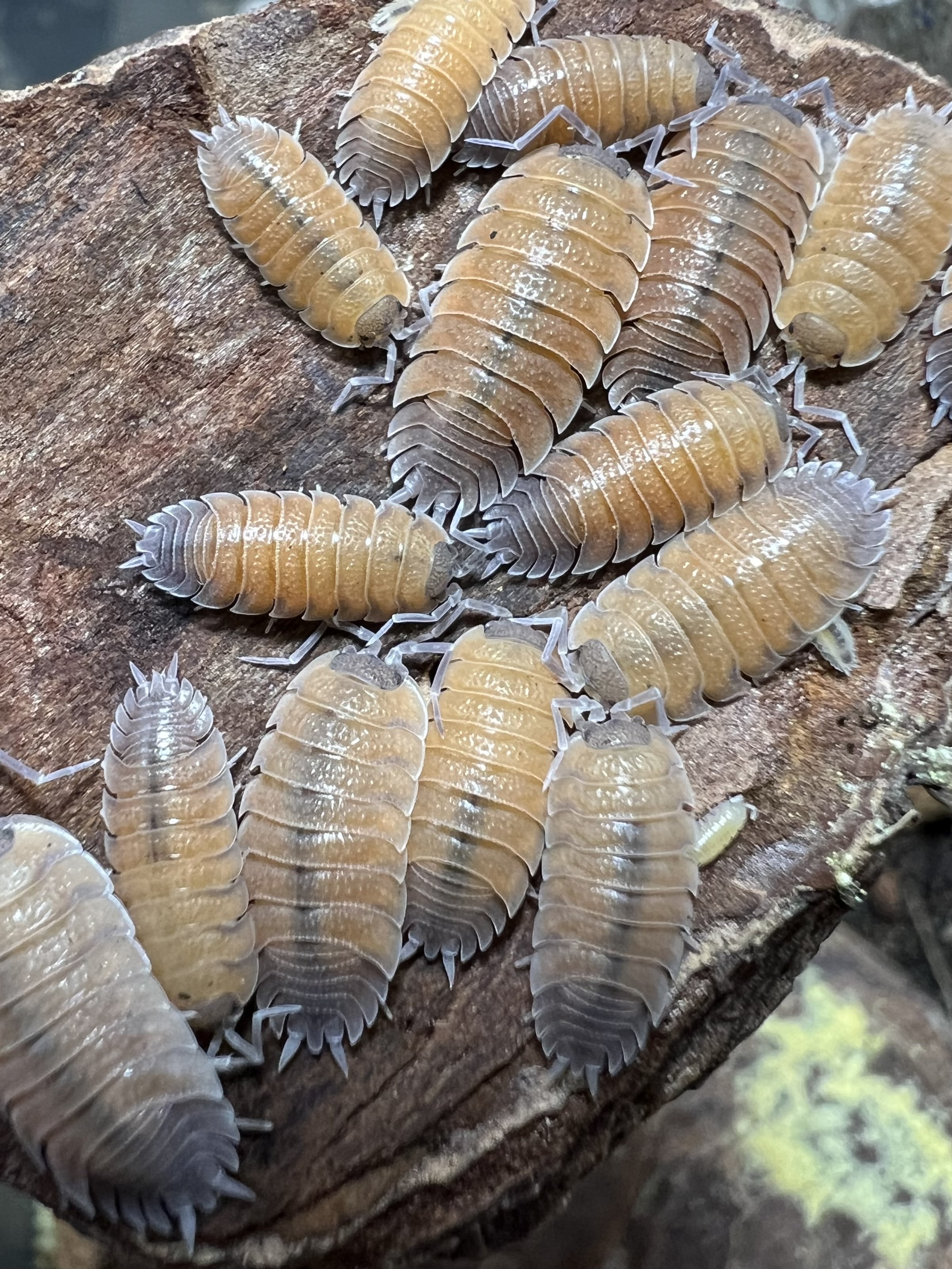 Porcellio baeticensis orange 5 each