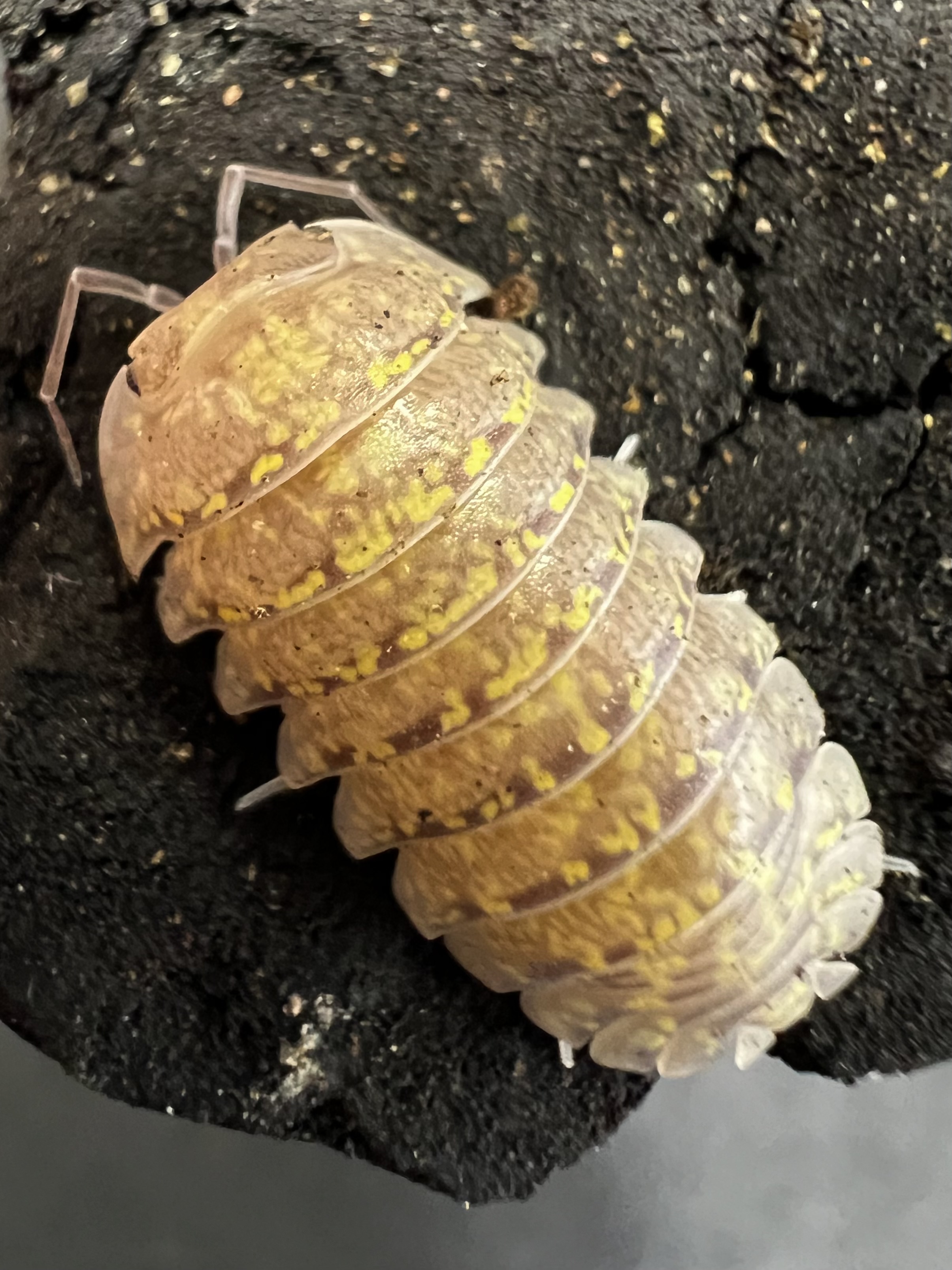 Armadillidium ameglioi LCF. 5 each
