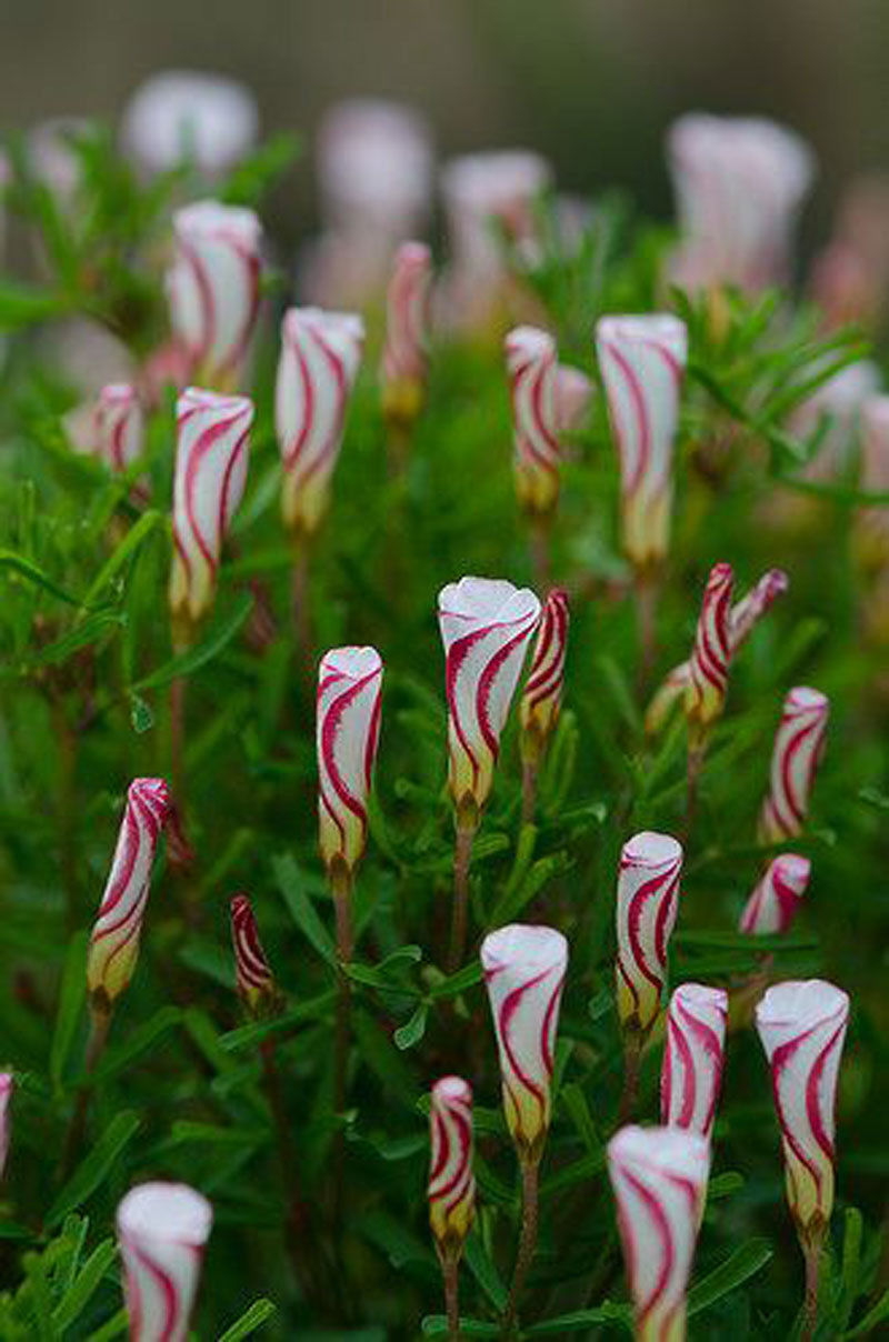 Oxalis versicolor flowers seeds