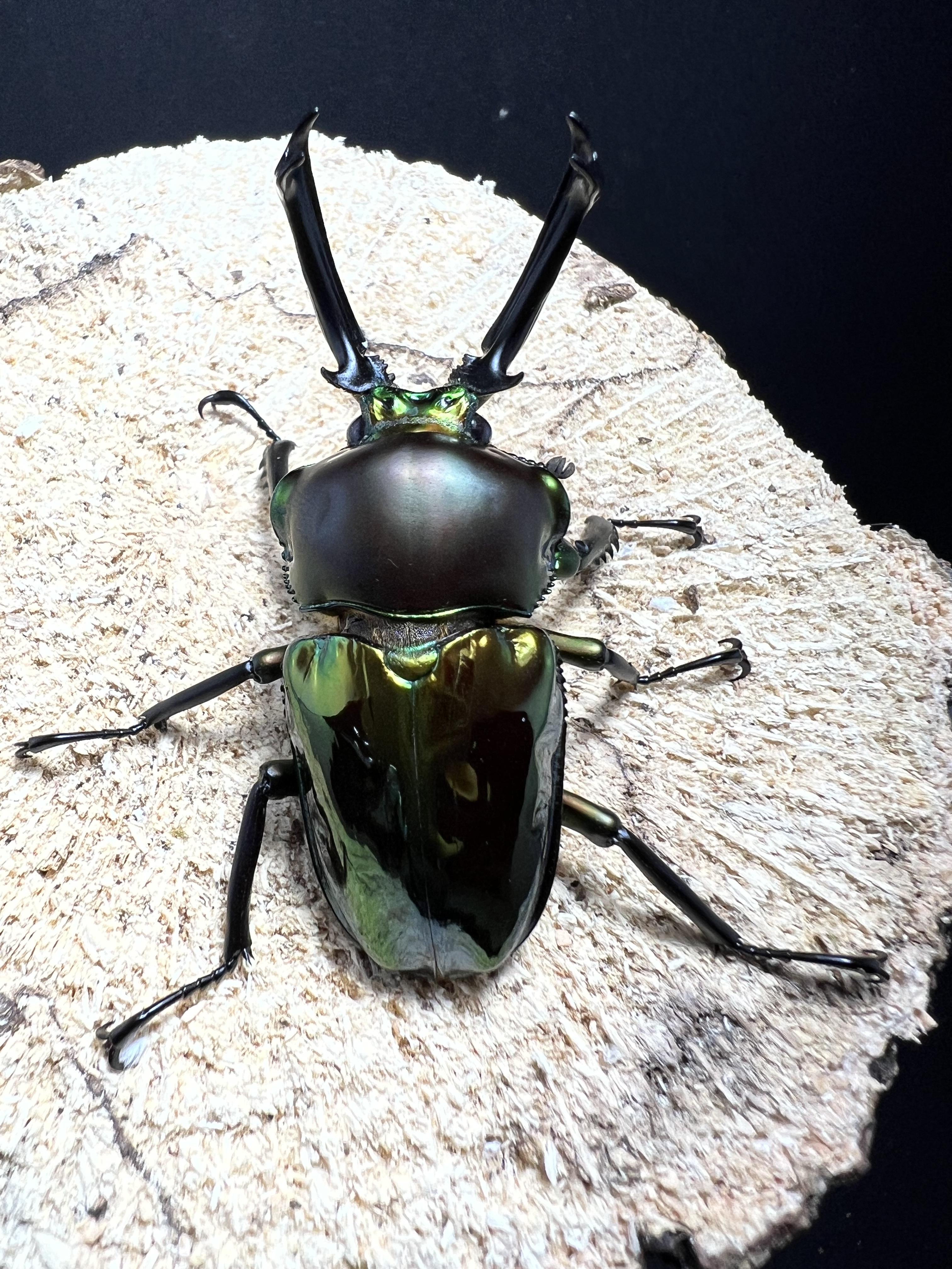 Phalacrognathus muelleri 50 mm.